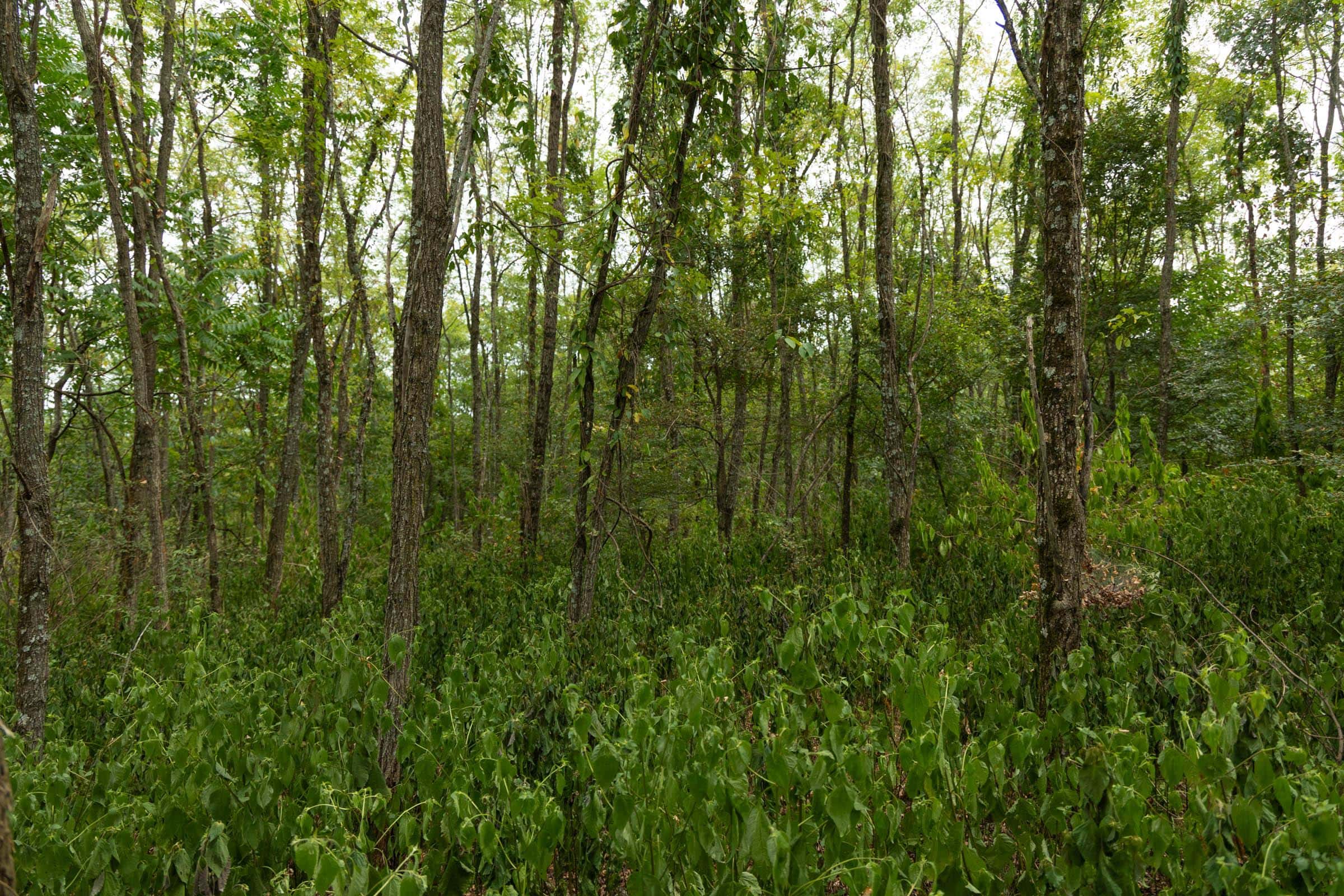 Big White Oak