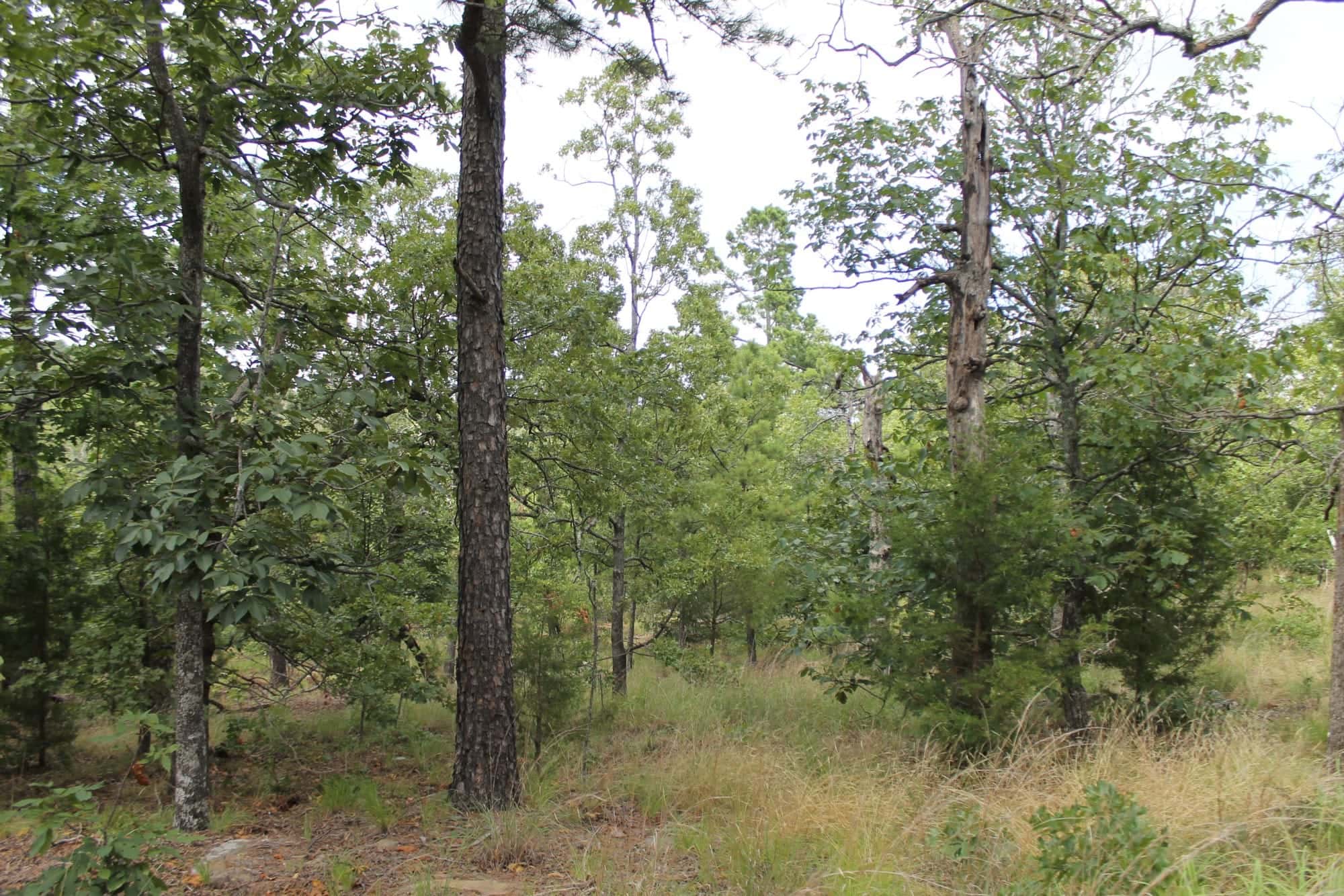 Trophy Ridge Phase III