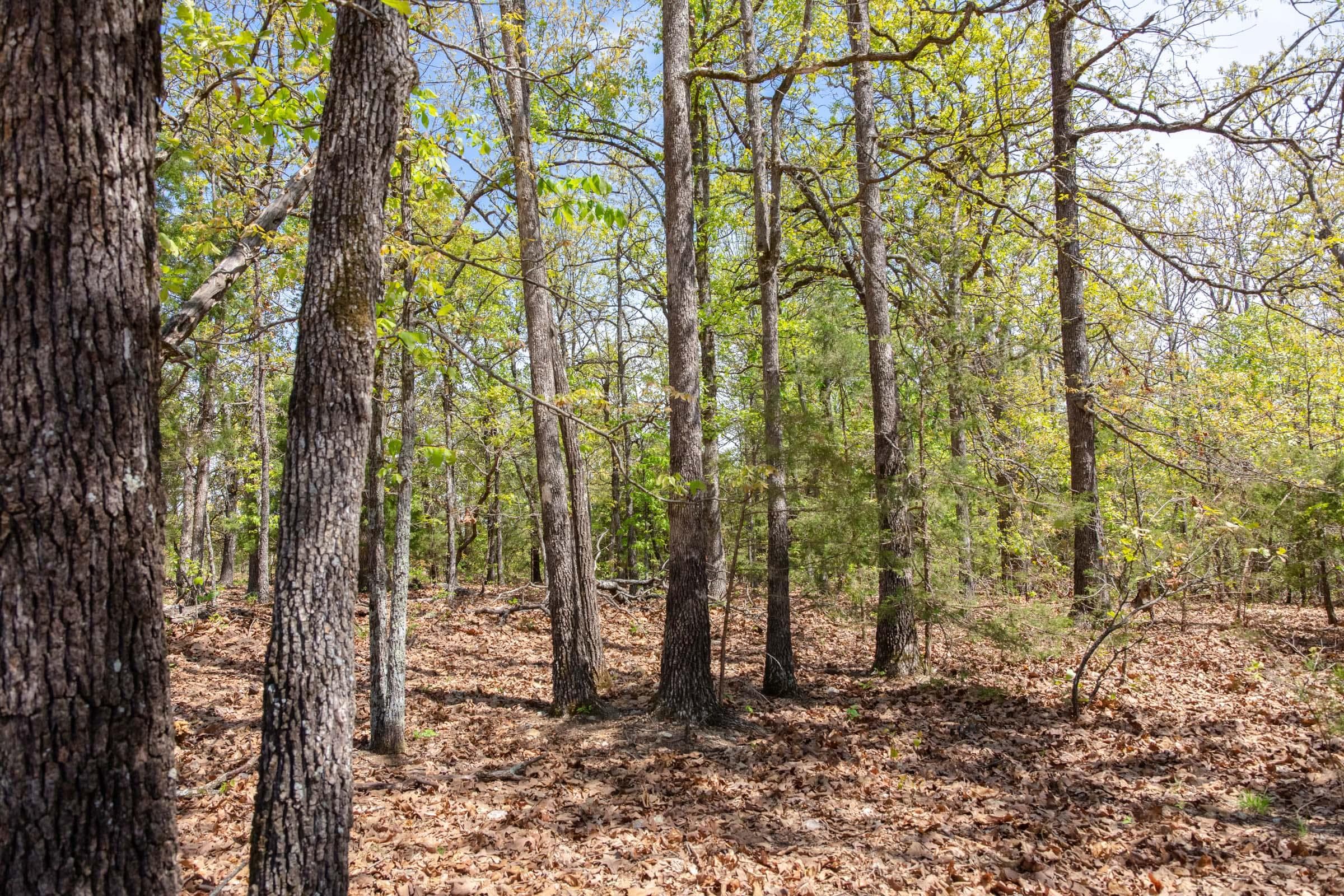  Autumnwood — Zero Credit Land owner financed land for sale in Fulton County, Arkansas photo 23