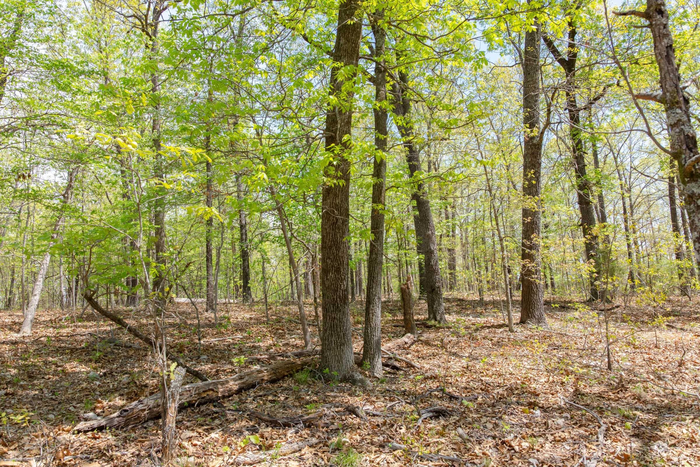  Autumnwood — Zero Credit Land owner financed land for sale in Fulton County, Arkansas photo 24