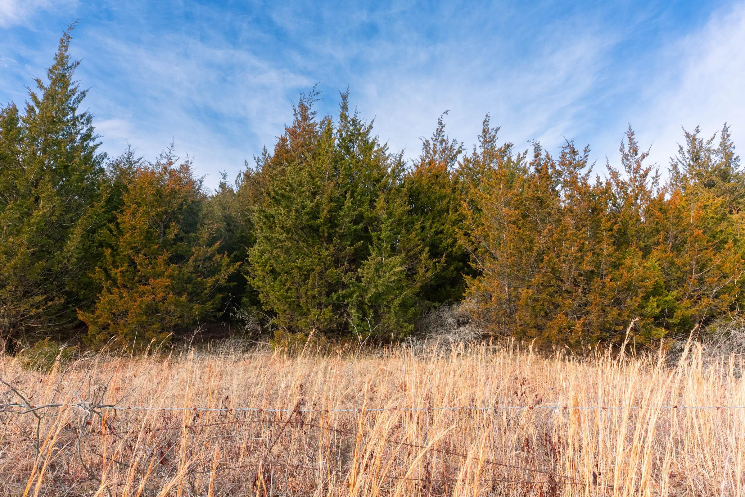 Forest Hill — Zero Credit Land owner financed land for sale in Texas County, Missouri photo 17
