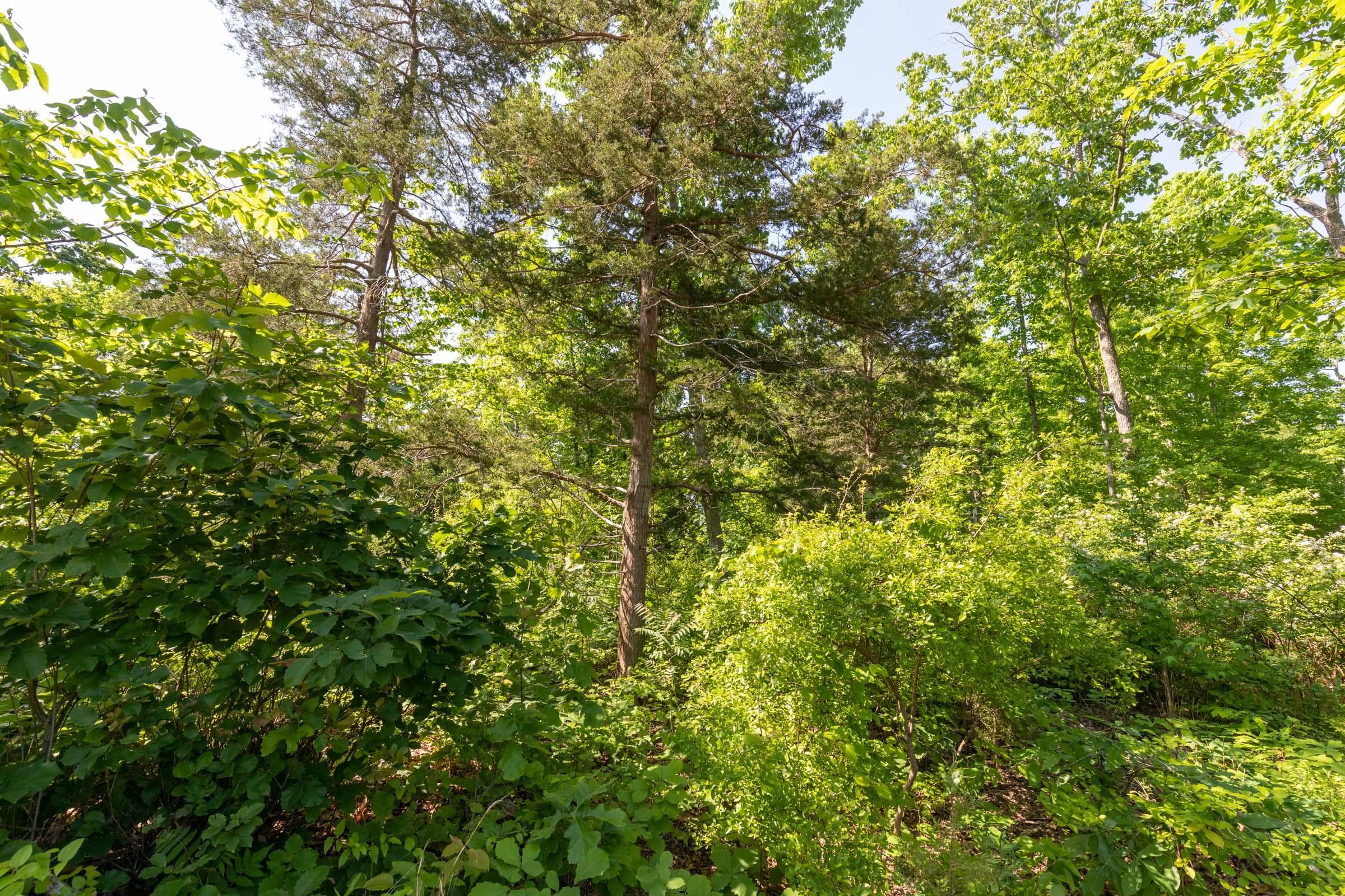 Cedar Creek — Zero Credit Land owner financed land for sale in Perry County, Tennessee photo 23