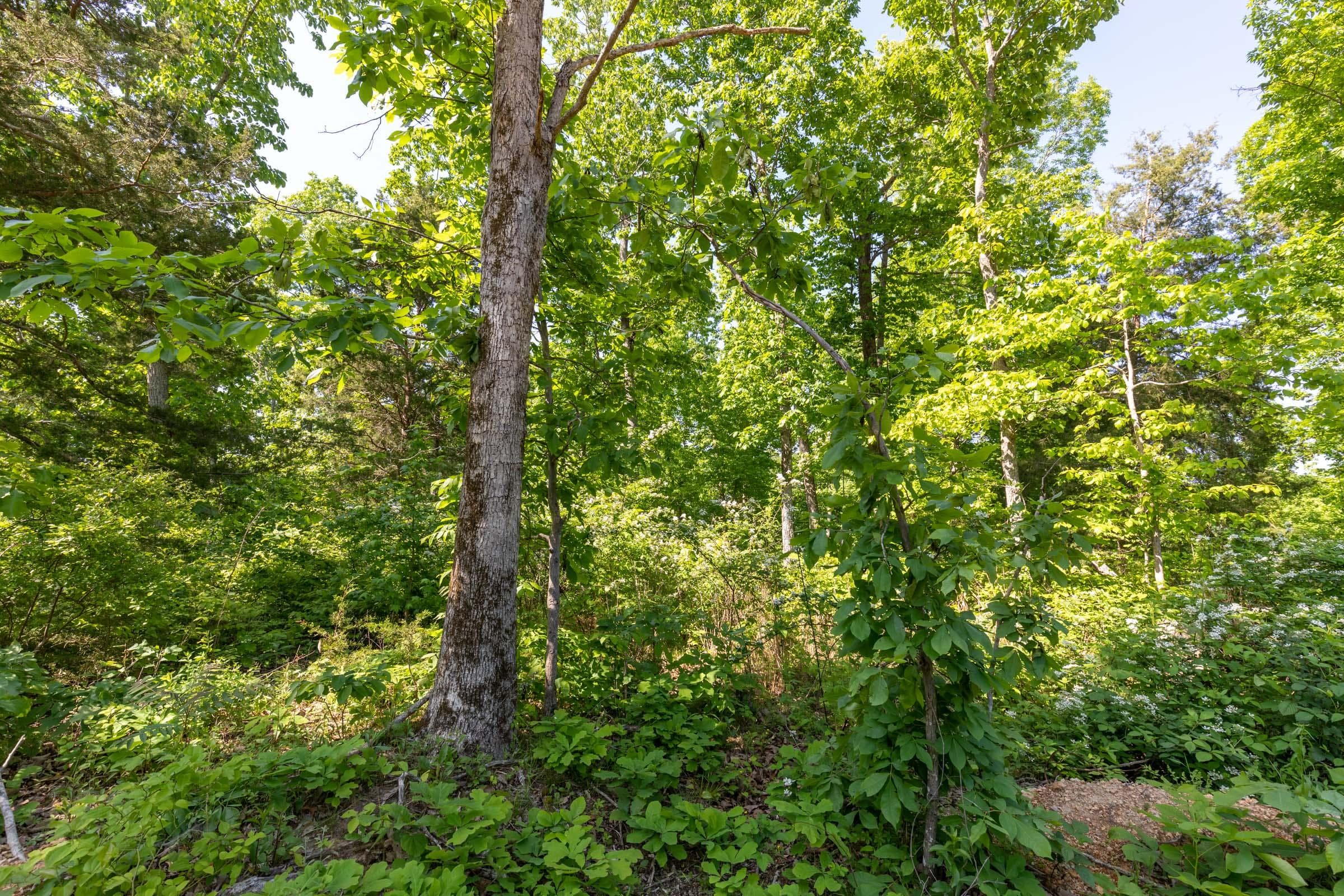 Cedar Creek — Zero Credit Land owner financed land for sale in Perry County, Tennessee photo 21