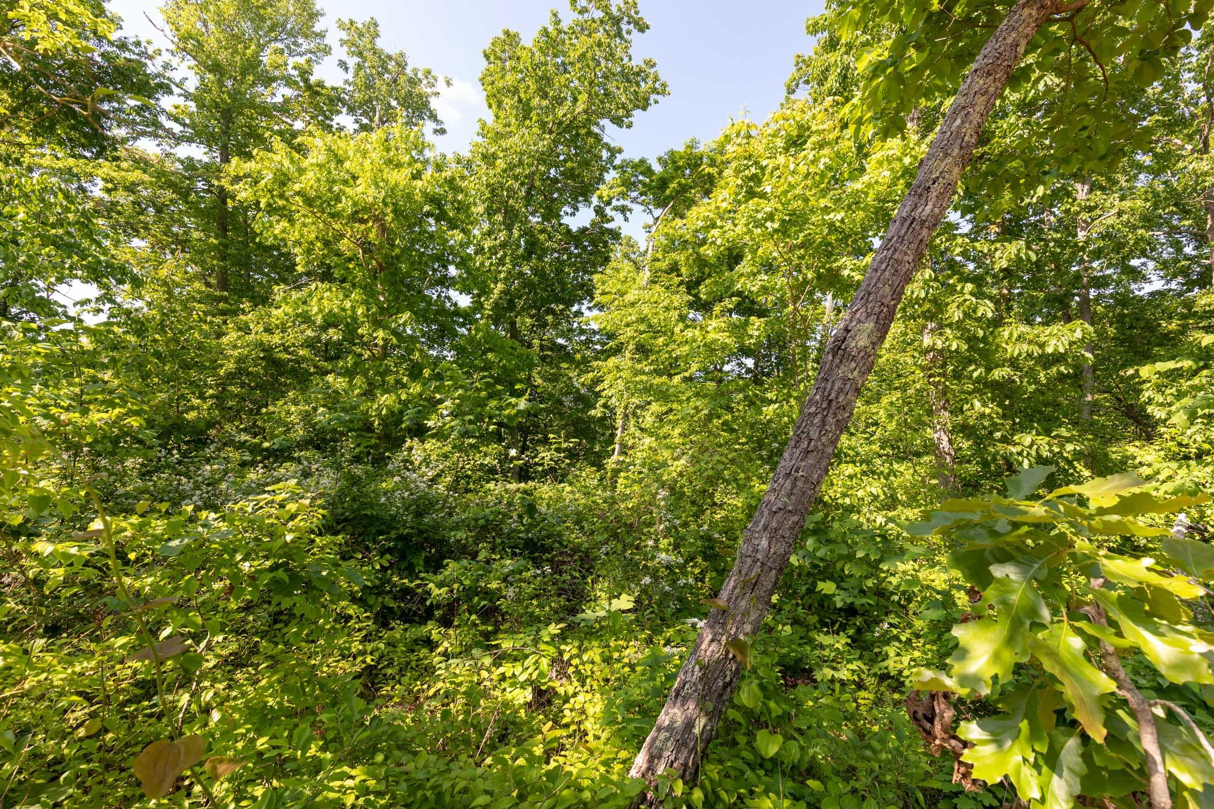 Cedar Creek — Zero Credit Land owner financed land for sale in Perry County, Tennessee photo 25