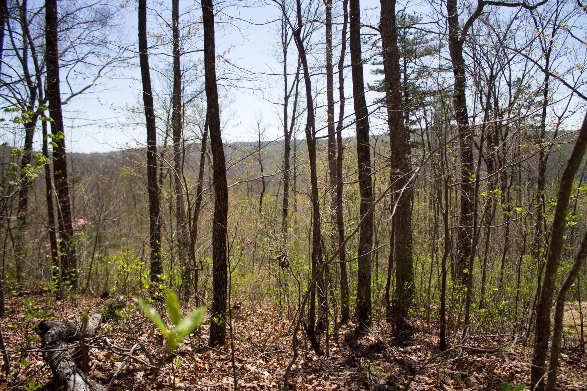 Hidden Hills — Zero Credit Land owner financed land for sale in Sequatchie County, Tennessee photo 3