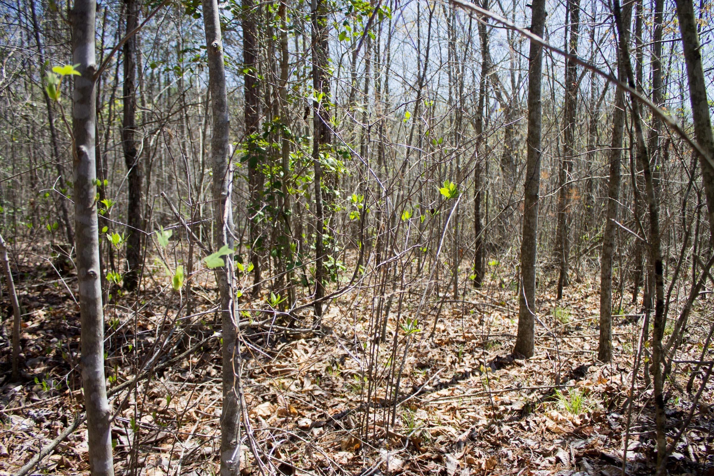 Hidden Hills — Zero Credit Land owner financed land for sale in Sequatchie County, Tennessee photo 20