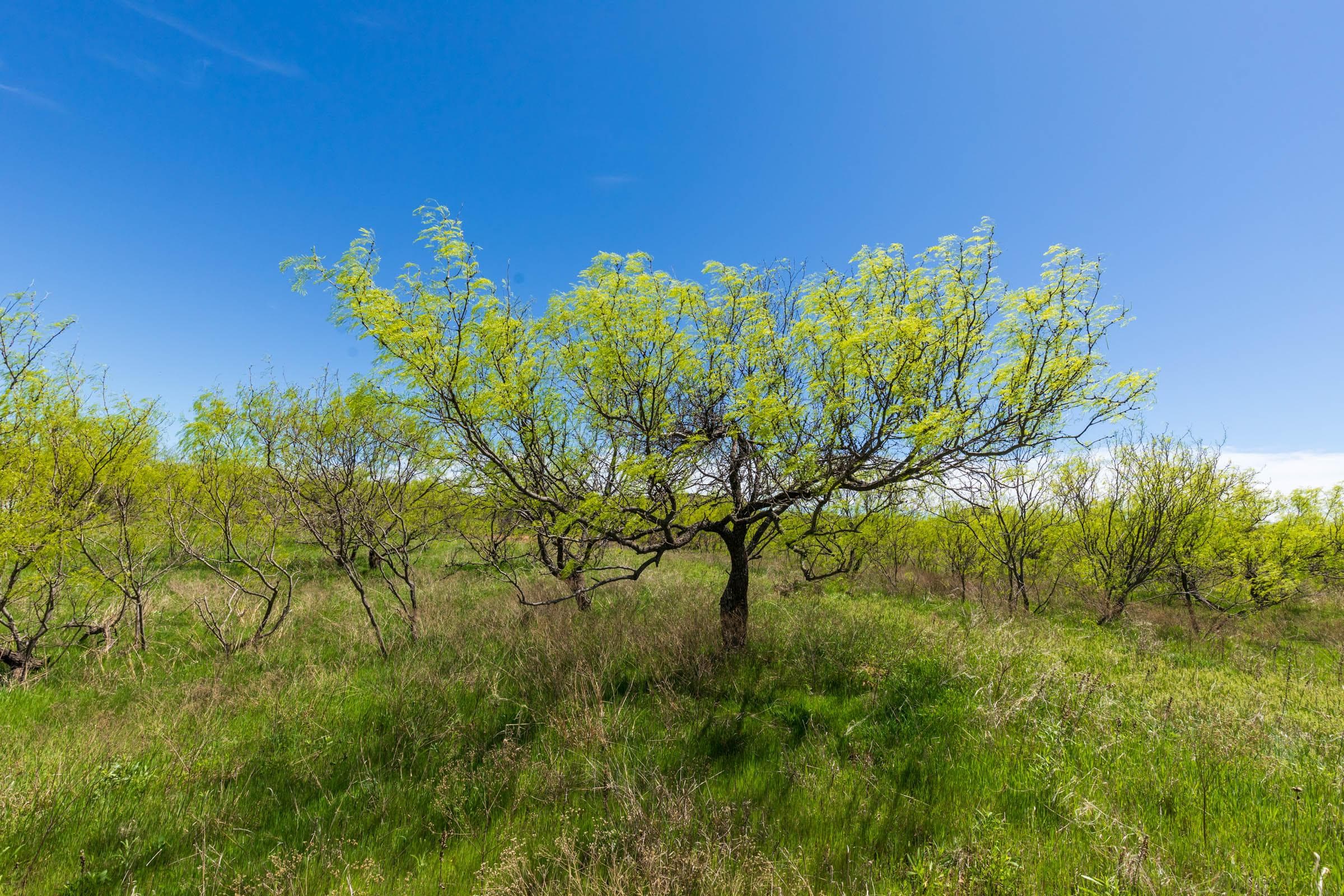 Hackberry Fields  — Zero Credit Land owner financed land for sale in Greer County, Oklahoma photo 89