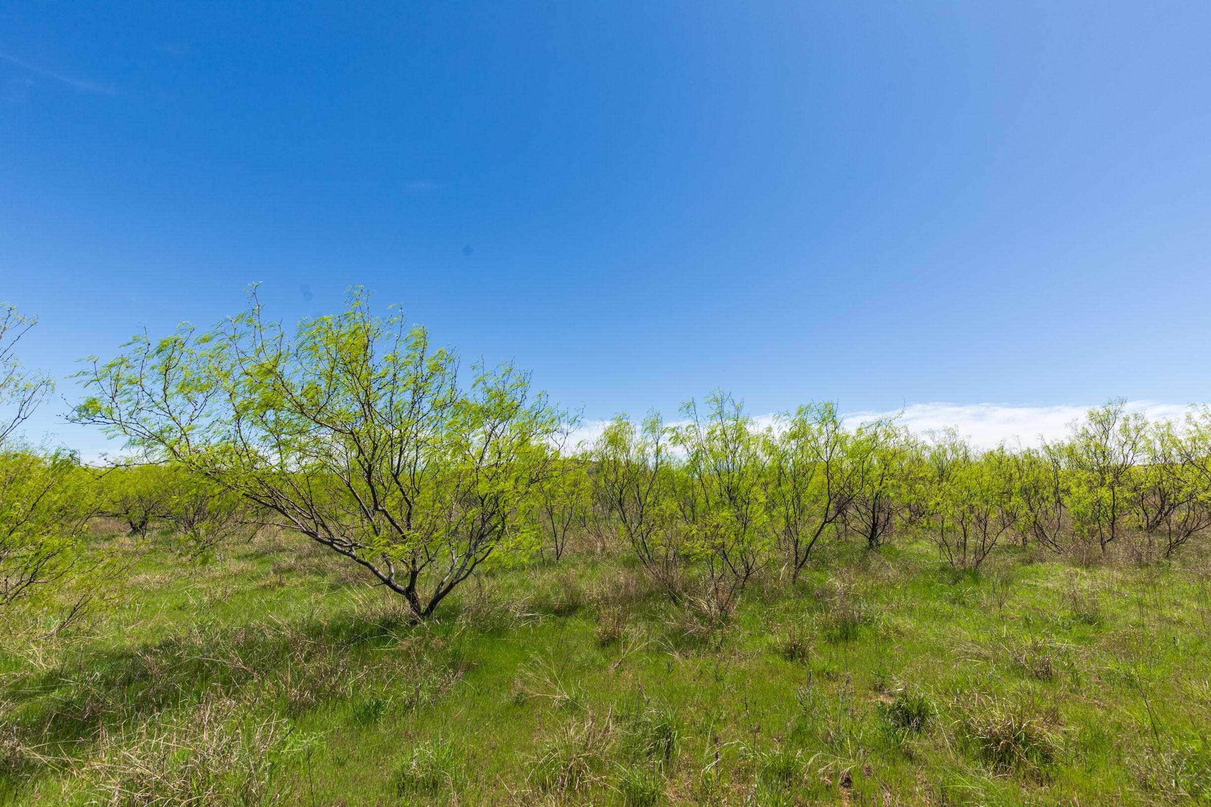 Hackberry Fields  — Zero Credit Land owner financed land for sale in Greer County, Oklahoma photo 87