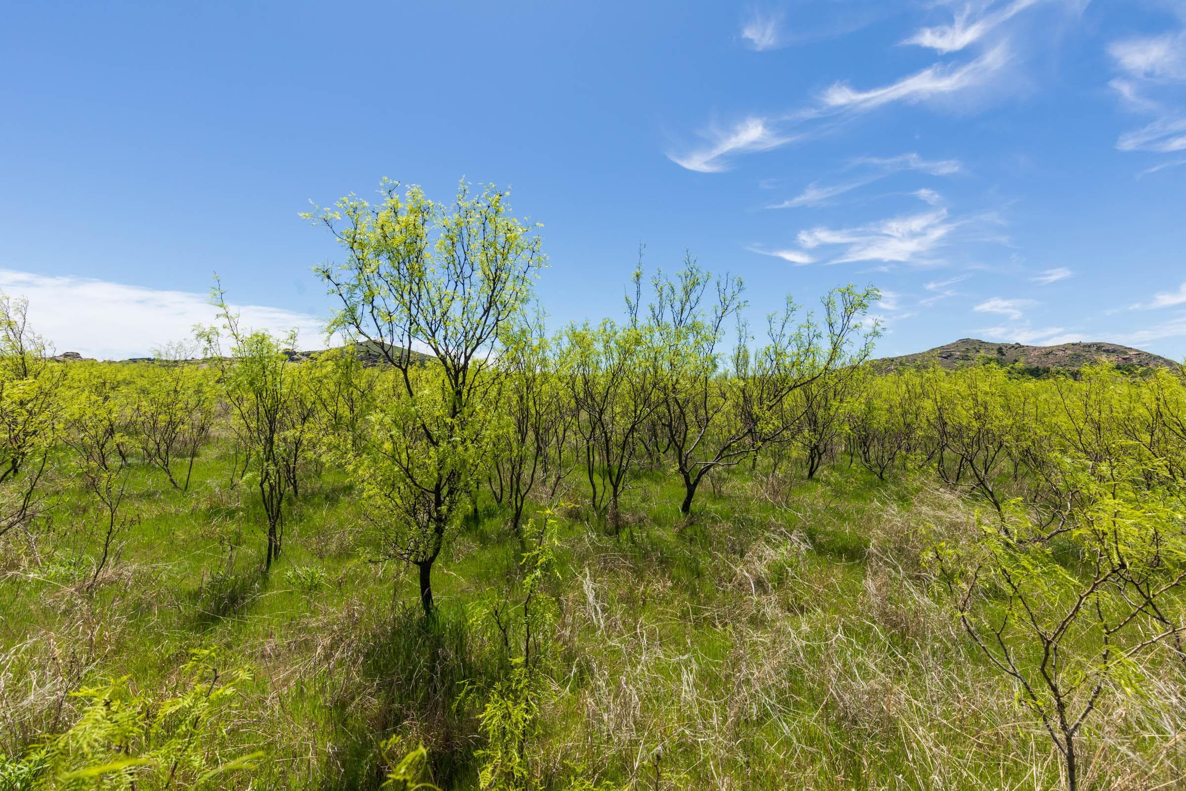Hackberry Fields  — Zero Credit Land owner financed land for sale in Greer County, Oklahoma photo 93