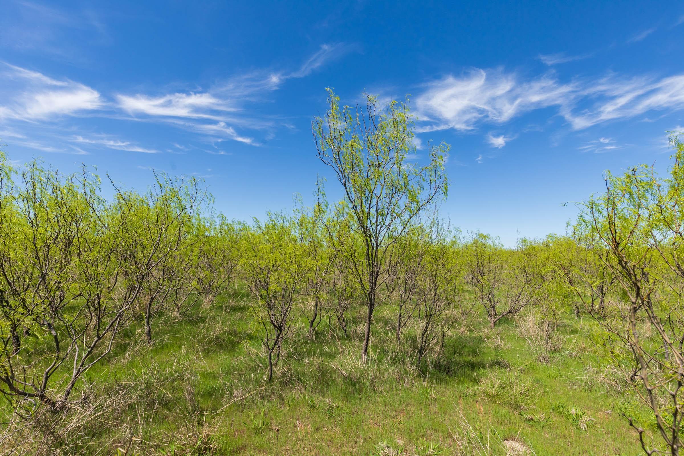 Hackberry Fields  — Zero Credit Land owner financed land for sale in Greer County, Oklahoma photo 94
