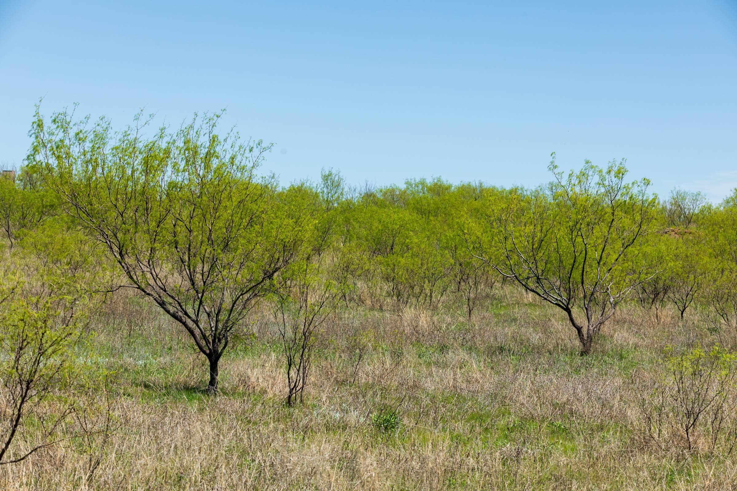 Hackberry Fields  — Zero Credit Land owner financed land for sale in Greer County, Oklahoma photo 104
