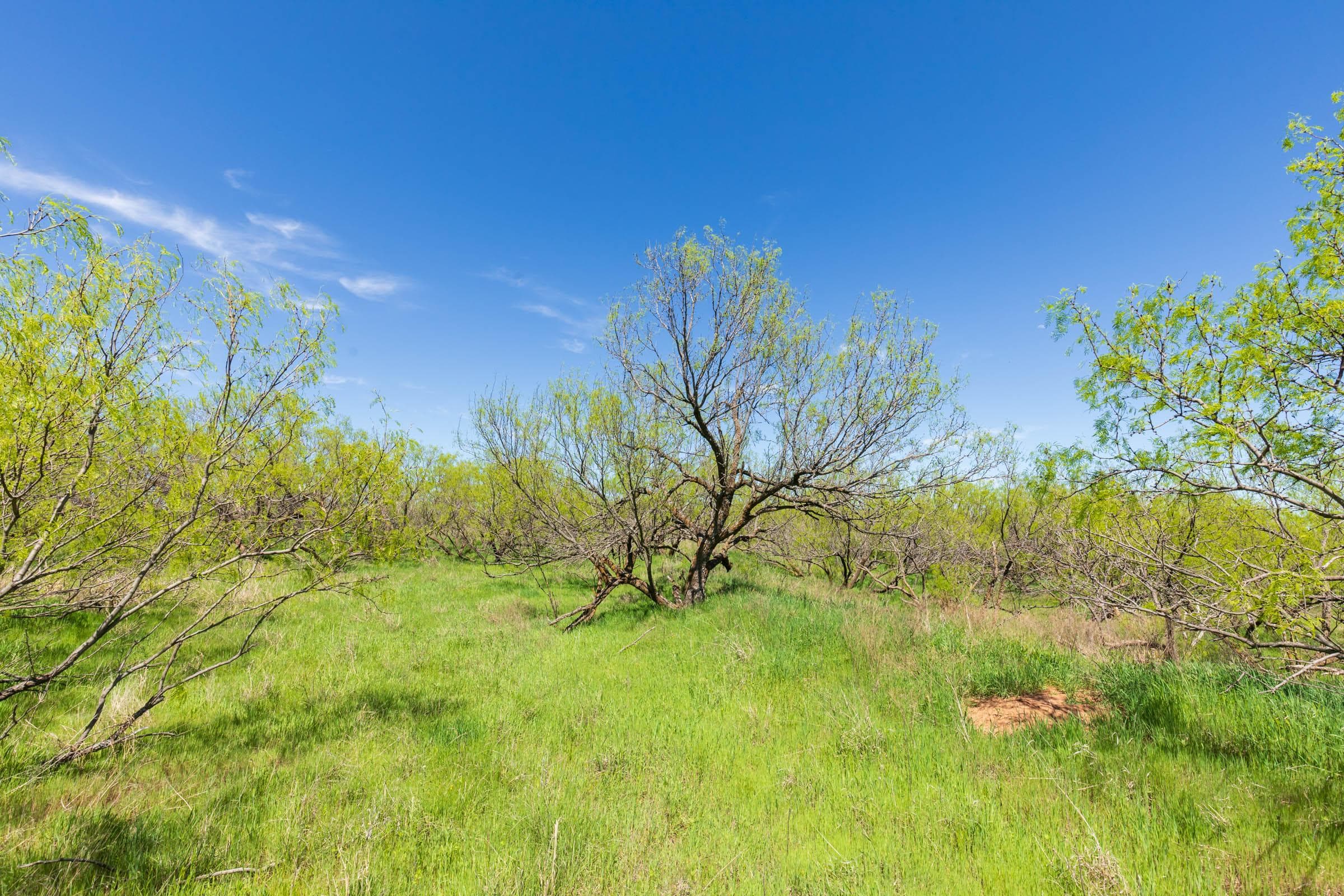 Hackberry Fields  — Zero Credit Land owner financed land for sale in Greer County, Oklahoma photo 50