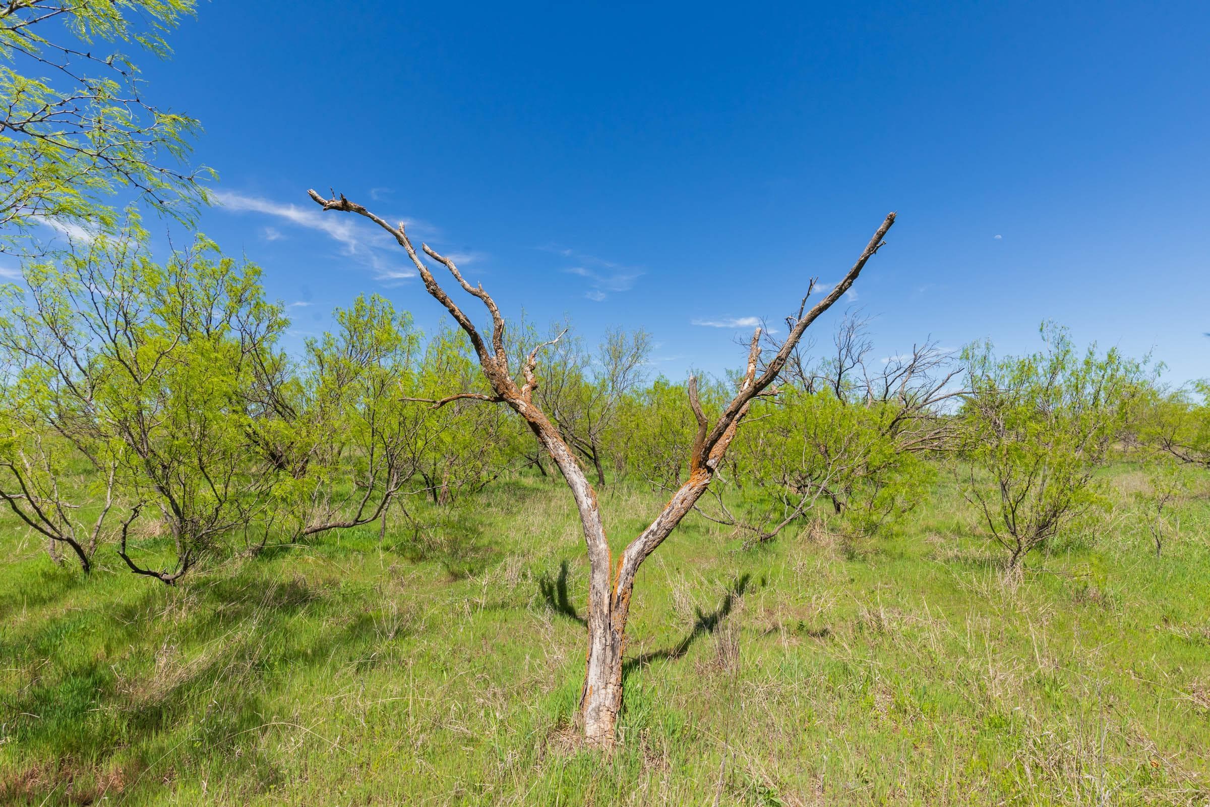 Hackberry Fields  — Zero Credit Land owner financed land for sale in Greer County, Oklahoma photo 49