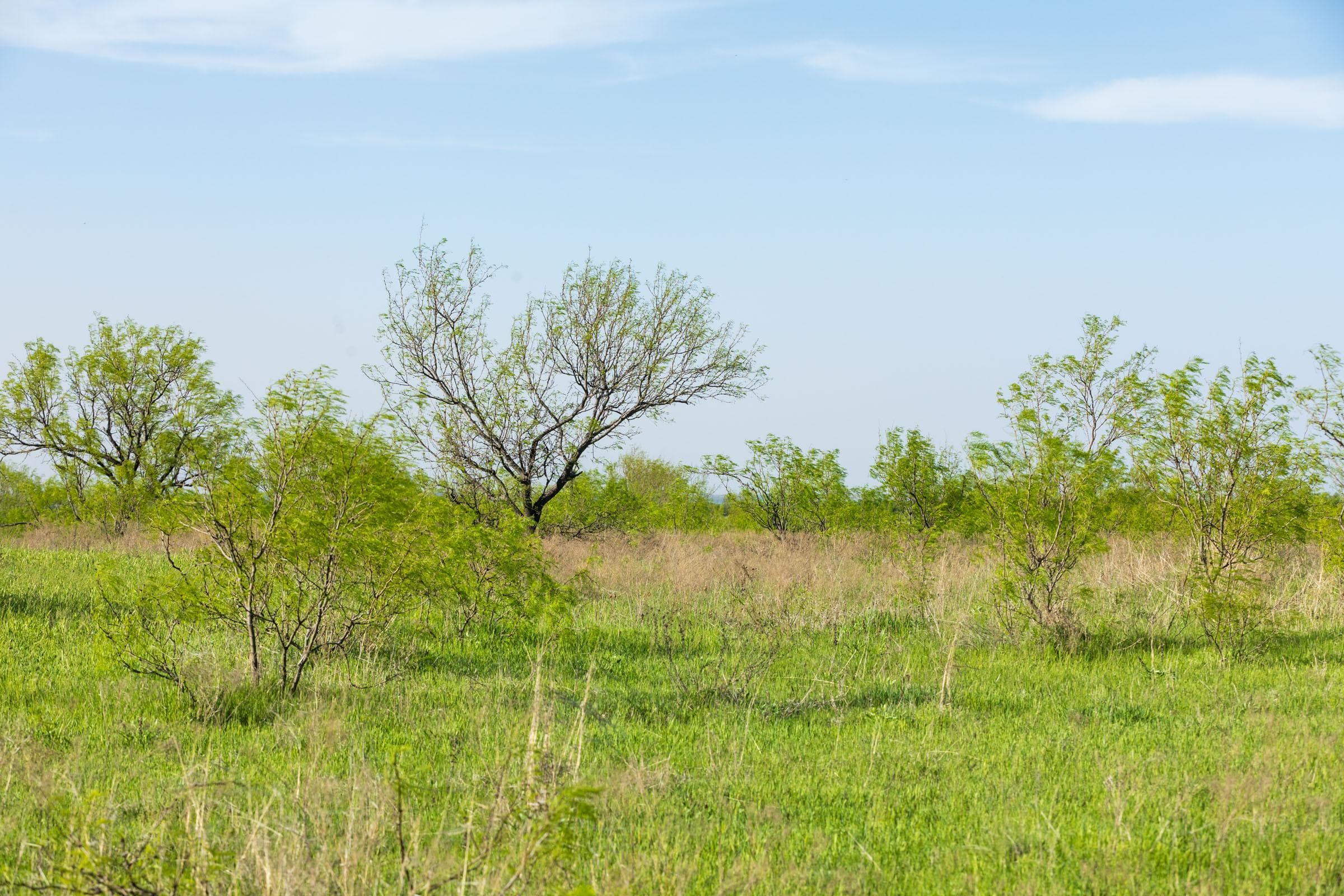 Hackberry Fields  — Zero Credit Land owner financed land for sale in Greer County, Oklahoma photo 63