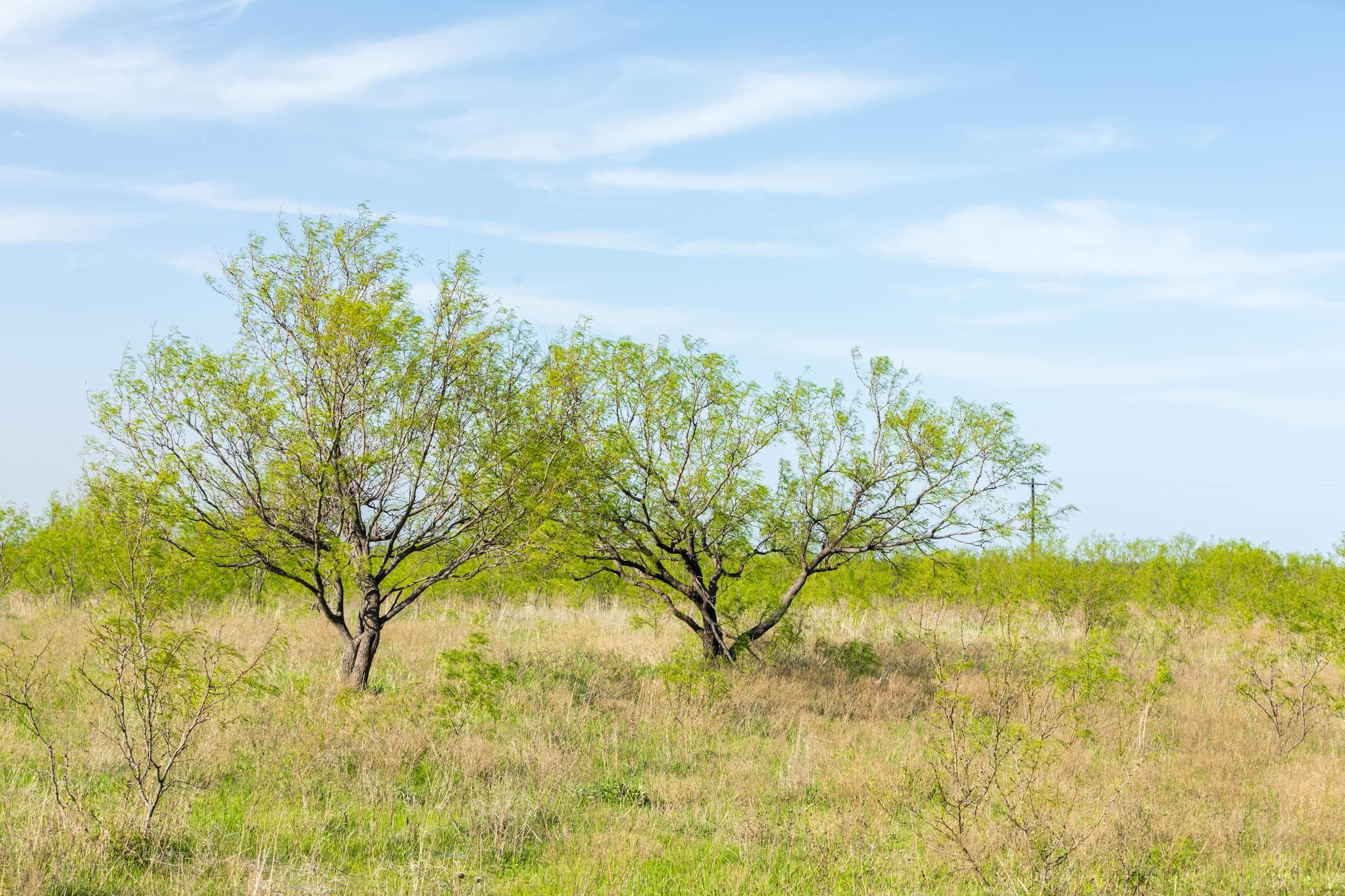 Hackberry Fields  — Zero Credit Land owner financed land for sale in Greer County, Oklahoma photo 61
