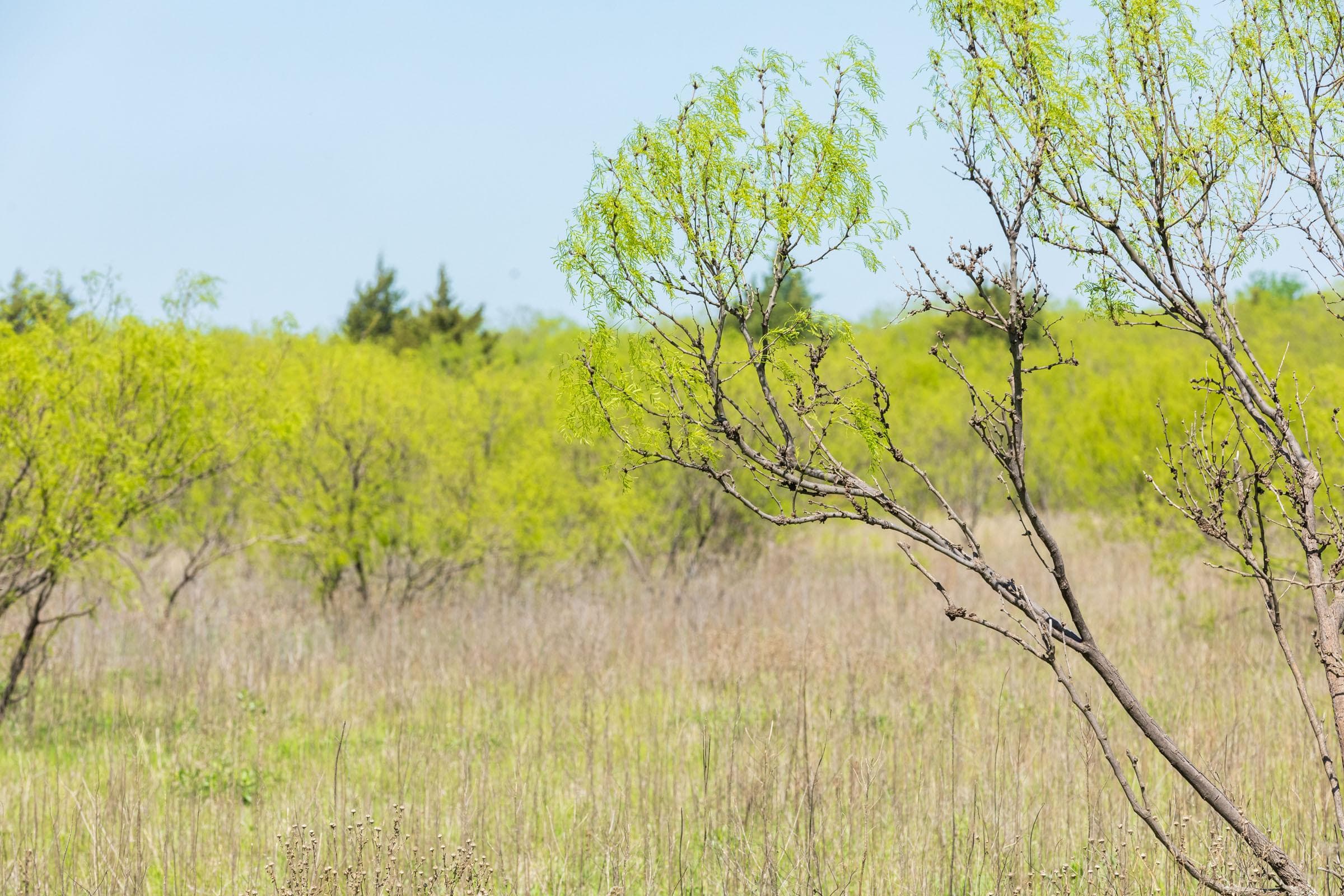 Hackberry Fields  — Zero Credit Land owner financed land for sale in Greer County, Oklahoma photo 62