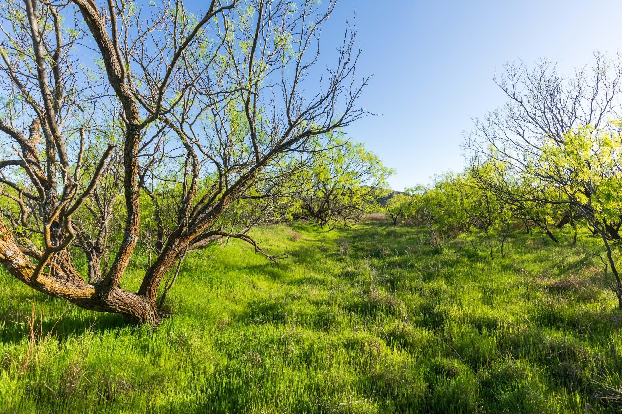 Hackberry Fields  — Zero Credit Land owner financed land for sale in Greer County, Oklahoma photo 76