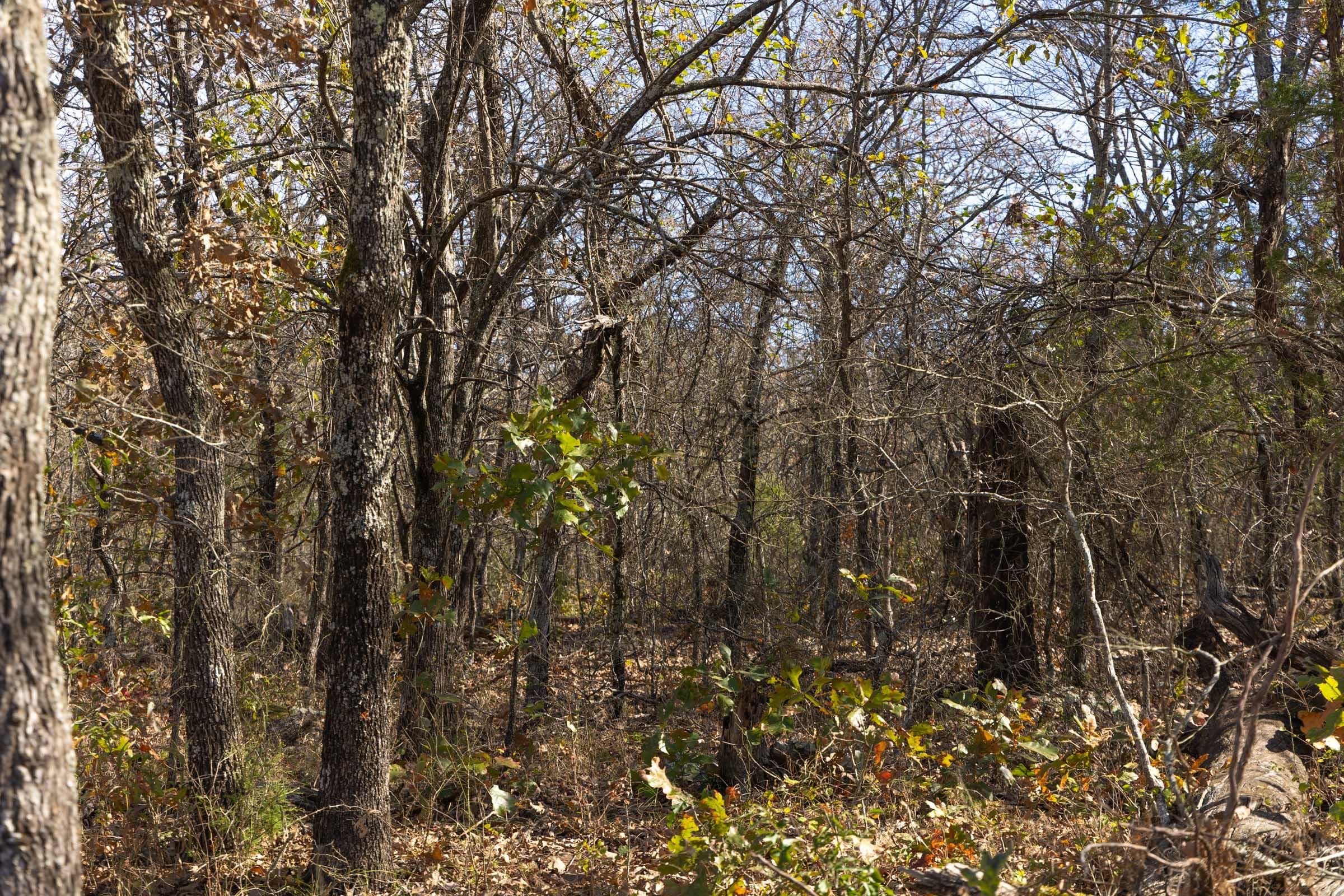 Harmony Hills — Zero Credit Land owner financed land for sale in Pittsburg County, Oklahoma photo 104
