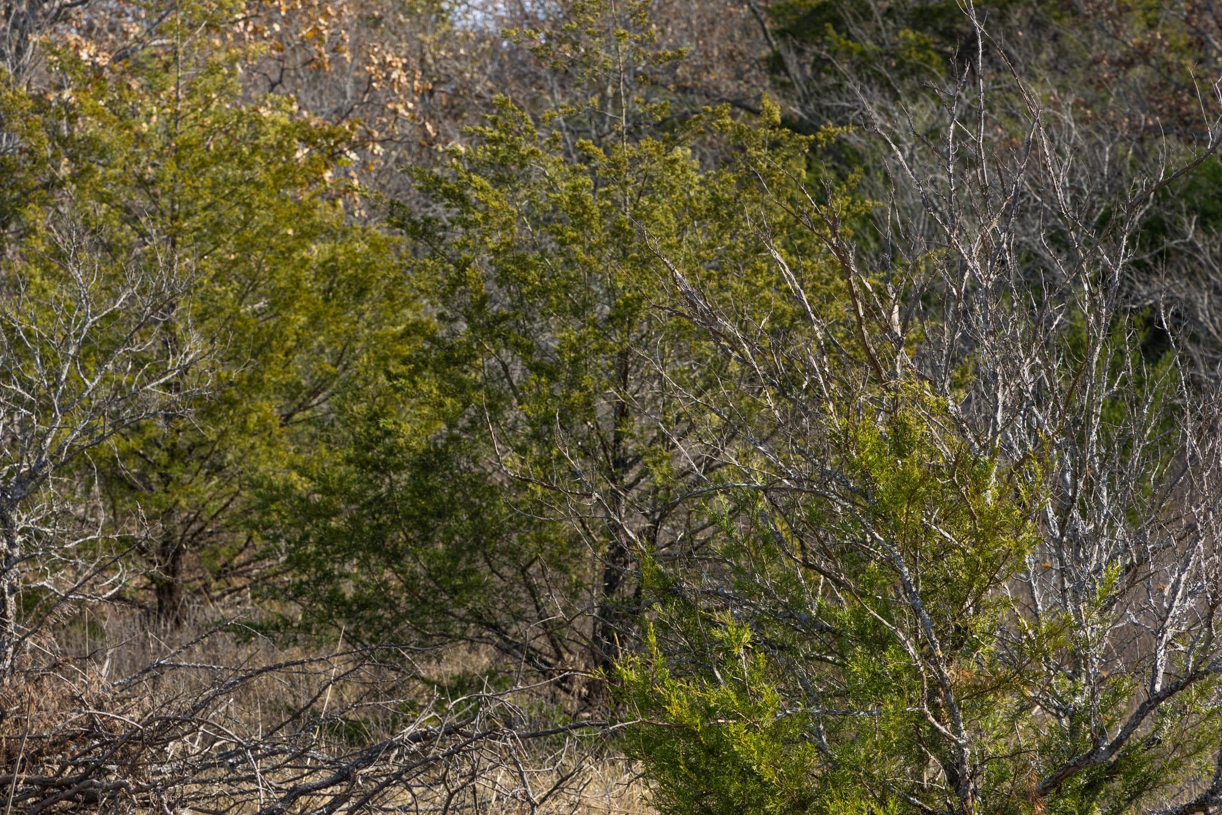 Harmony Hills — Zero Credit Land owner financed land for sale in Pittsburg County, Oklahoma photo 107