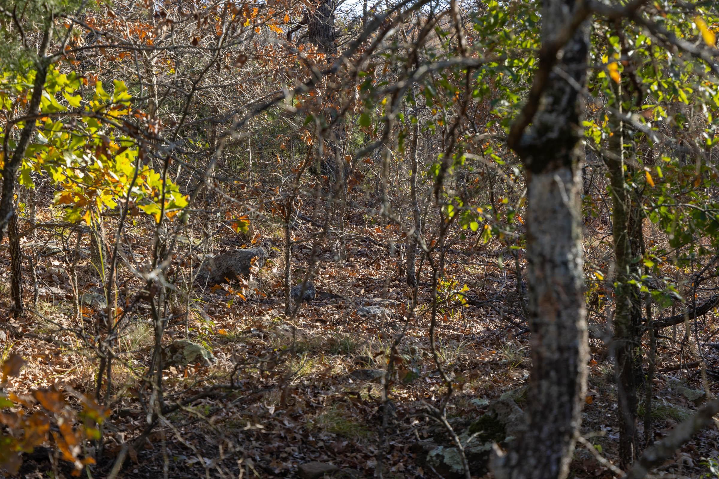 Harmony Hills — Zero Credit Land owner financed land for sale in Pittsburg County, Oklahoma photo 113