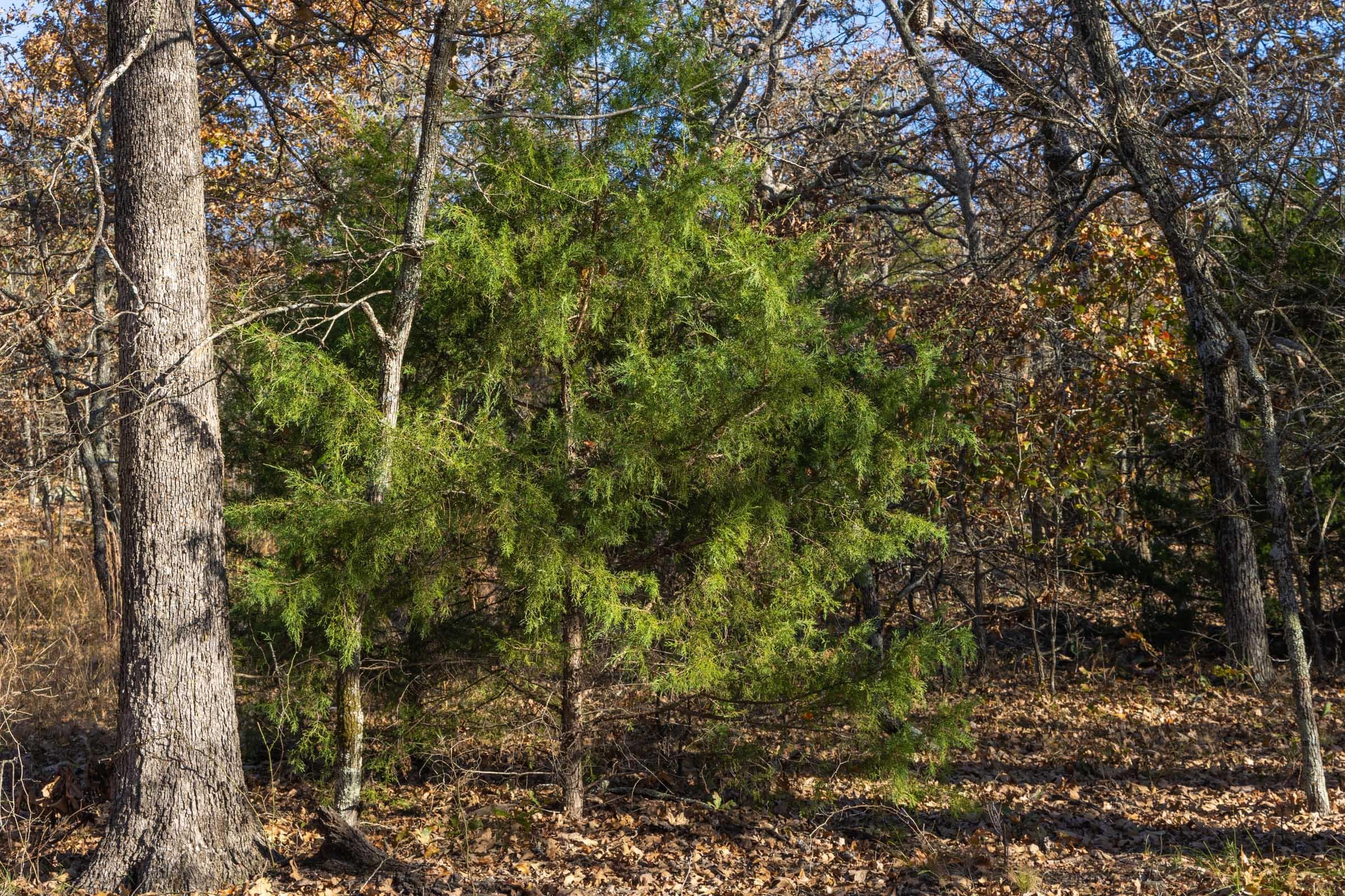 Harmony Hills — Zero Credit Land owner financed land for sale in Pittsburg County, Oklahoma photo 114