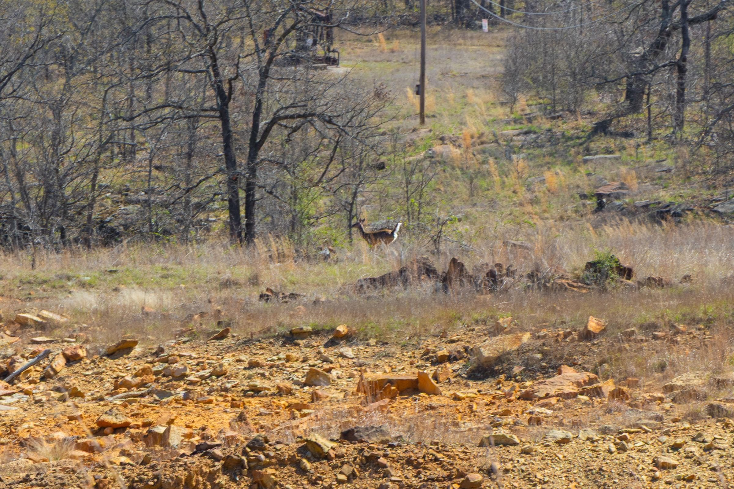 JLH Estates — Zero Credit Land owner financed land for sale in Okfuskee County, Oklahoma photo 5
