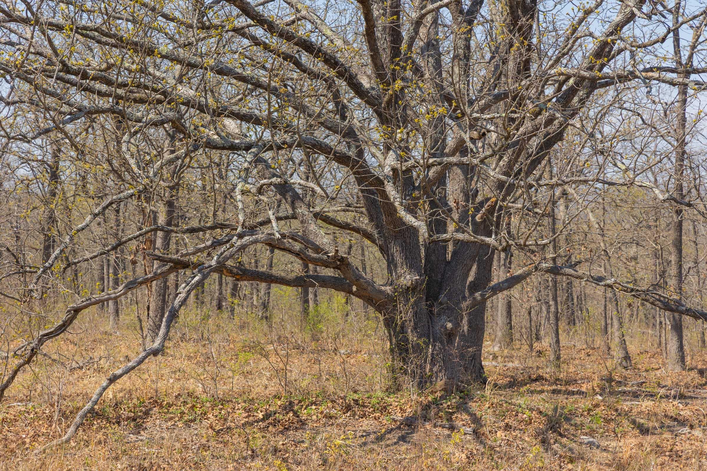 JLH Estates — Zero Credit Land owner financed land for sale in Okfuskee County, Oklahoma photo 2