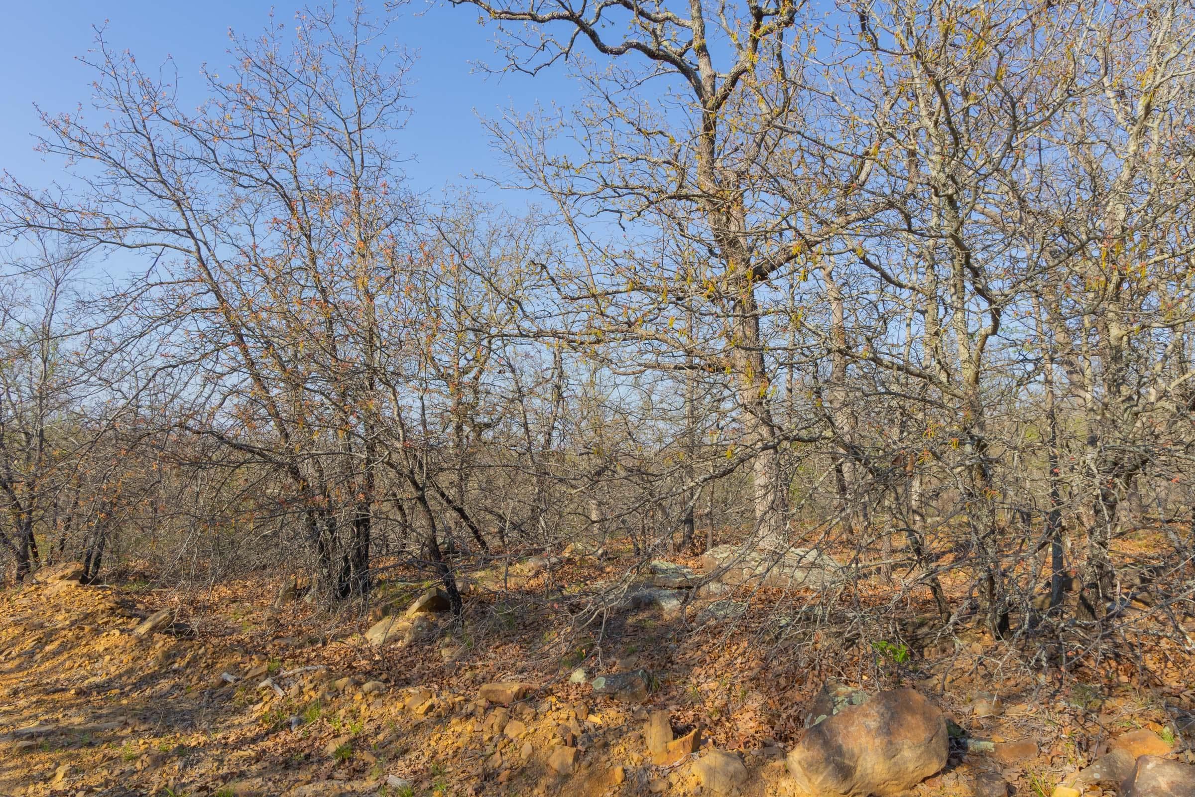 JLH Estates — Zero Credit Land owner financed land for sale in Okfuskee County, Oklahoma photo 94