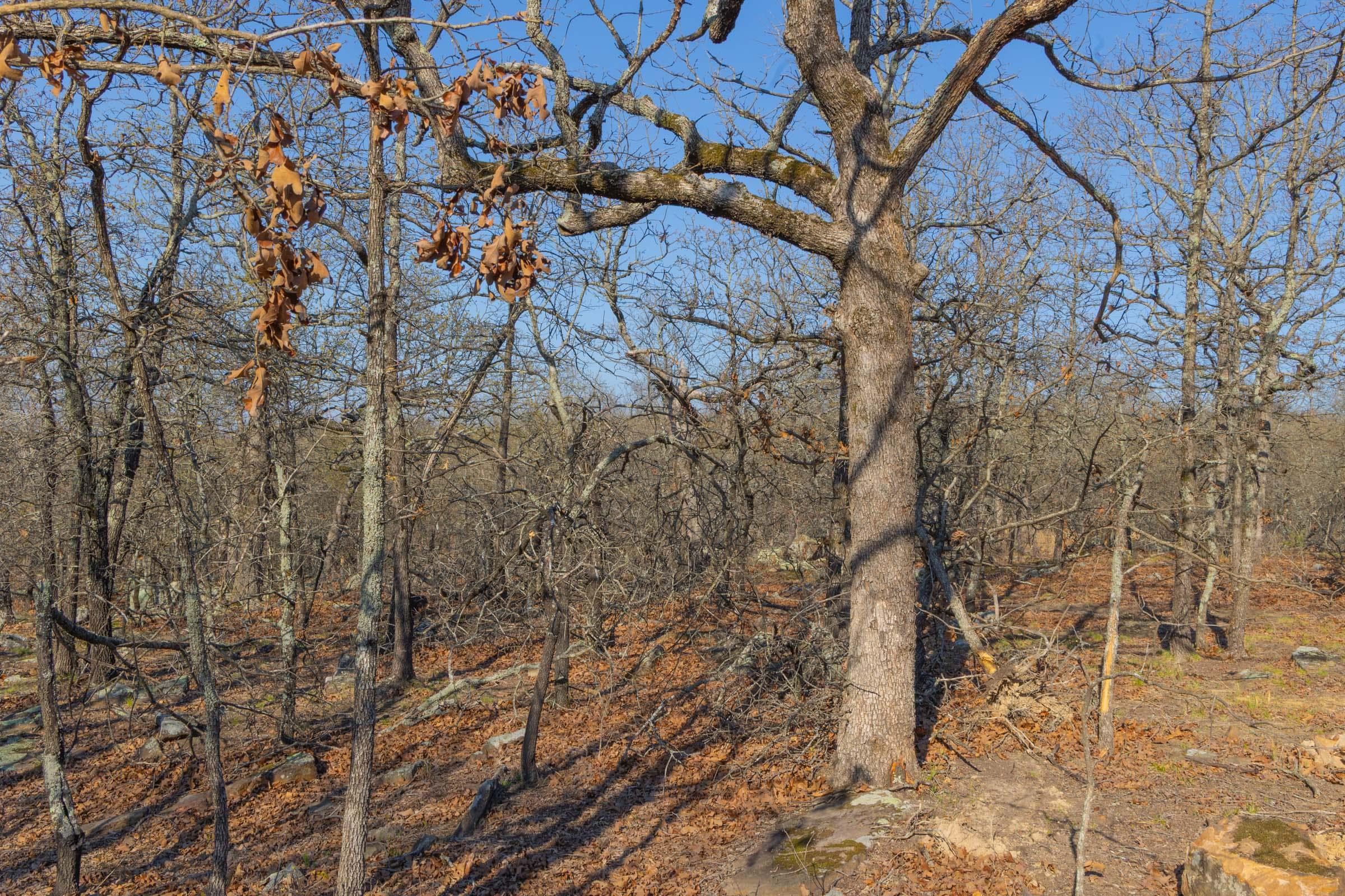 JLH Estates — Zero Credit Land owner financed land for sale in Okfuskee County, Oklahoma photo 96