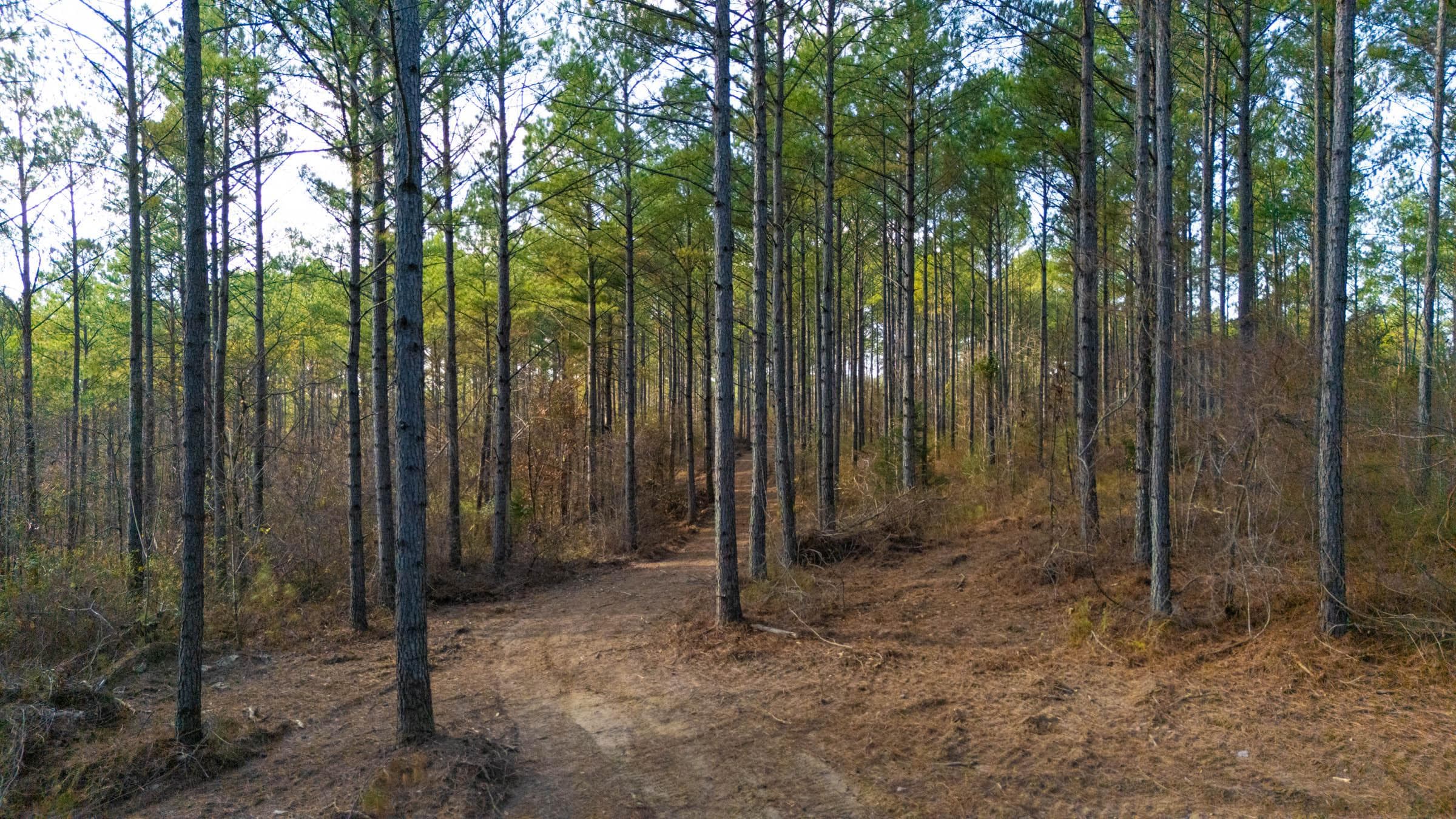 Lighting Ridge — Zero Credit Land owner financed land for sale in Colbert County, Alabama photo 68