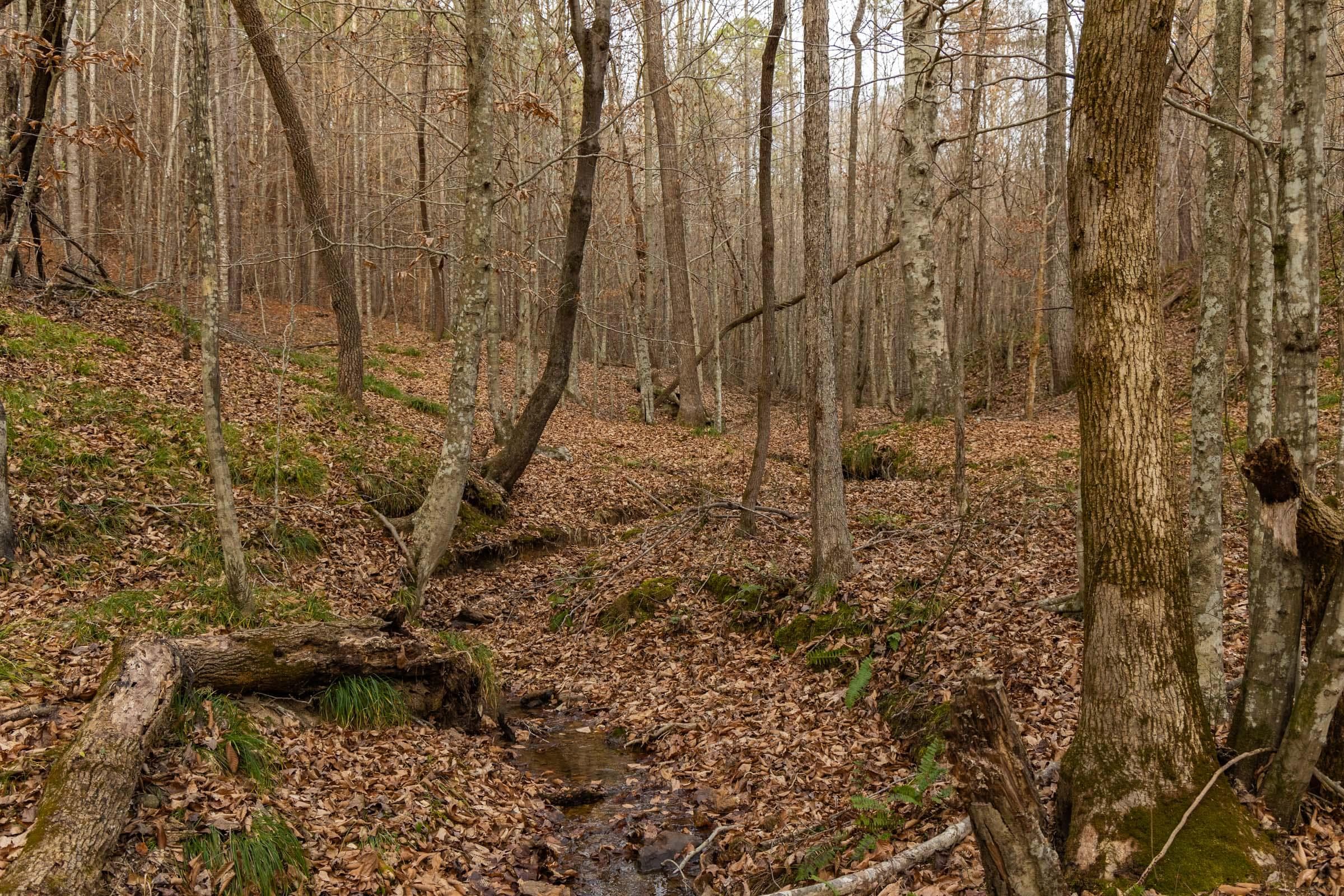 Lighting Ridge — Zero Credit Land owner financed land for sale in Colbert County, Alabama photo 66