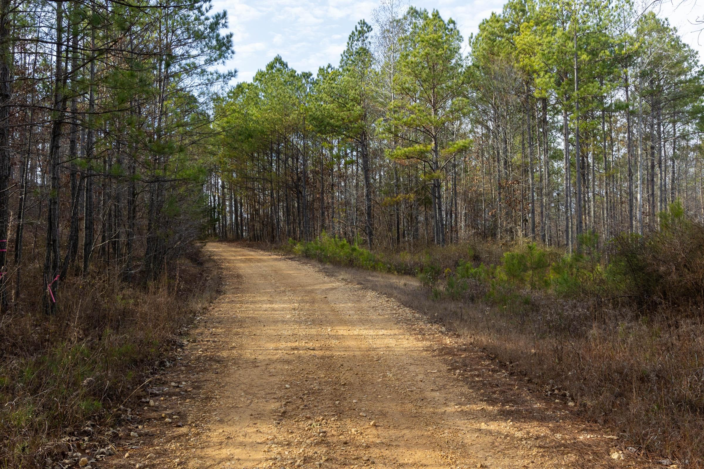 Lighting Ridge — Zero Credit Land owner financed land for sale in Colbert County, Alabama photo 63