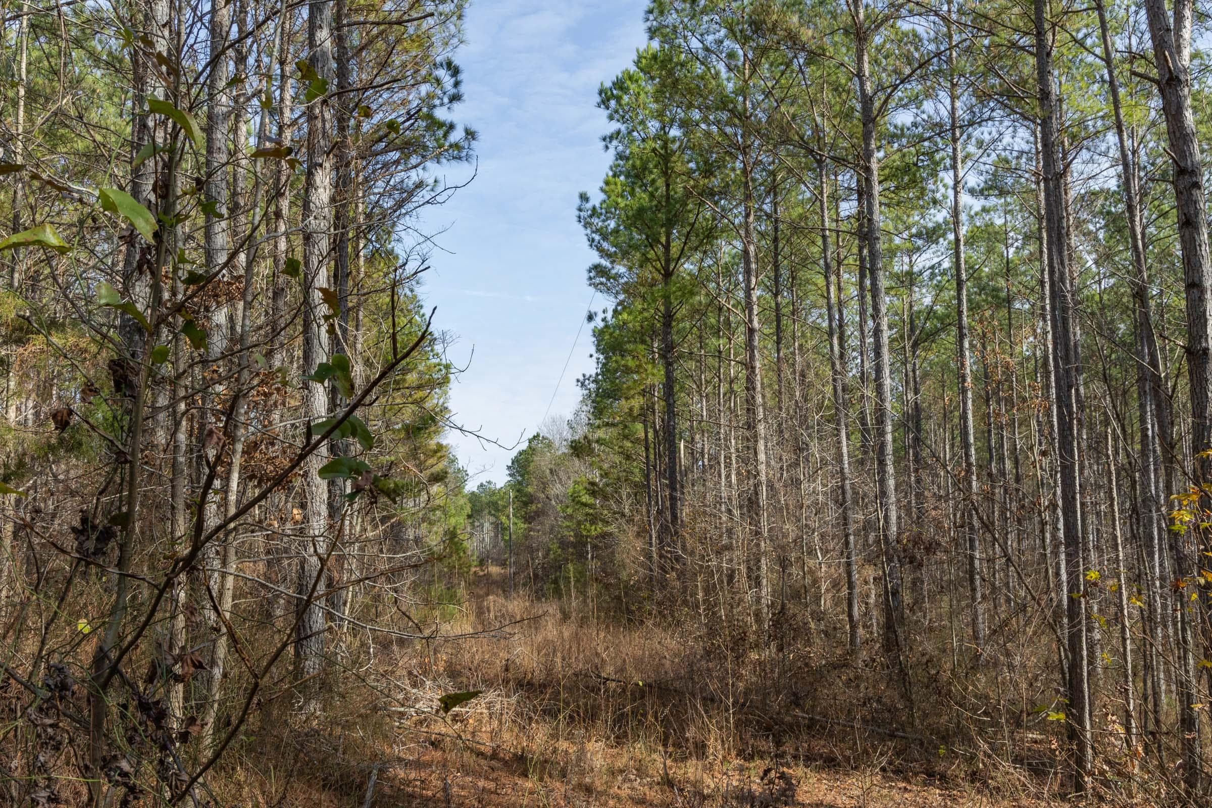 Lighting Ridge — Zero Credit Land owner financed land for sale in Colbert County, Alabama photo 53