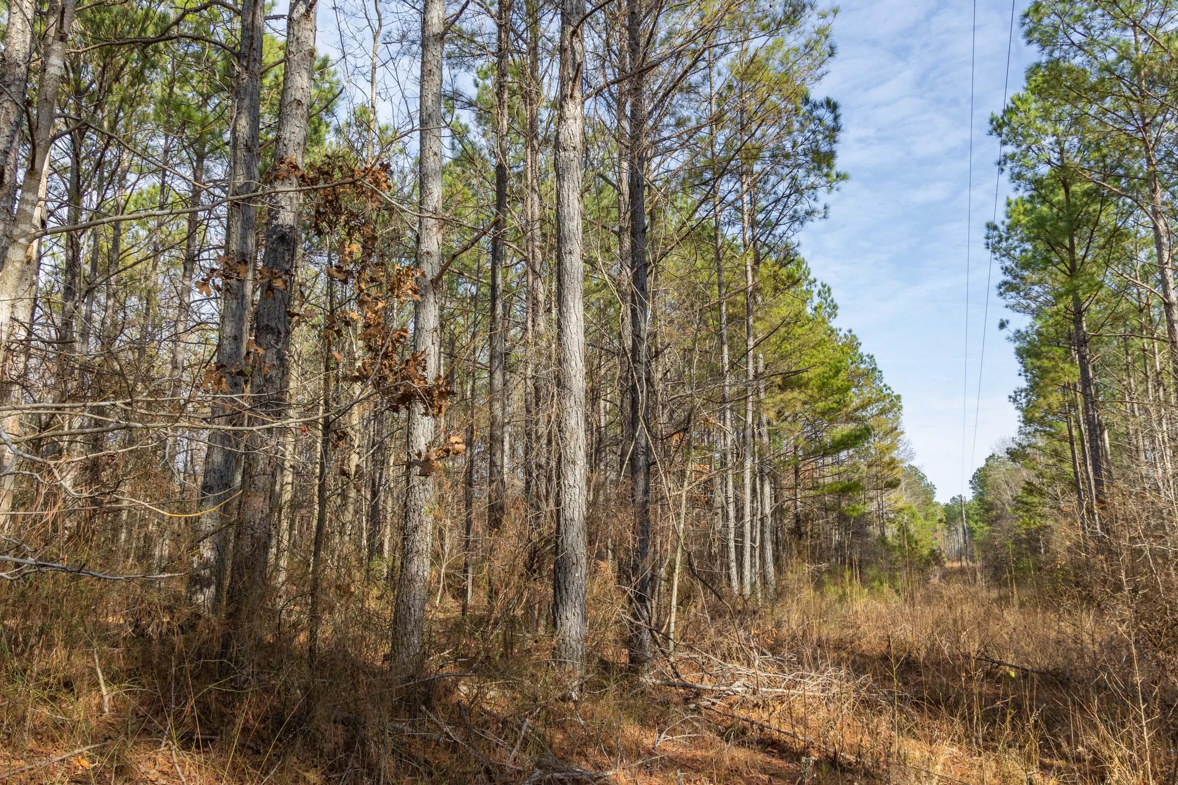 Lighting Ridge — Zero Credit Land owner financed land for sale in Colbert County, Alabama photo 64
