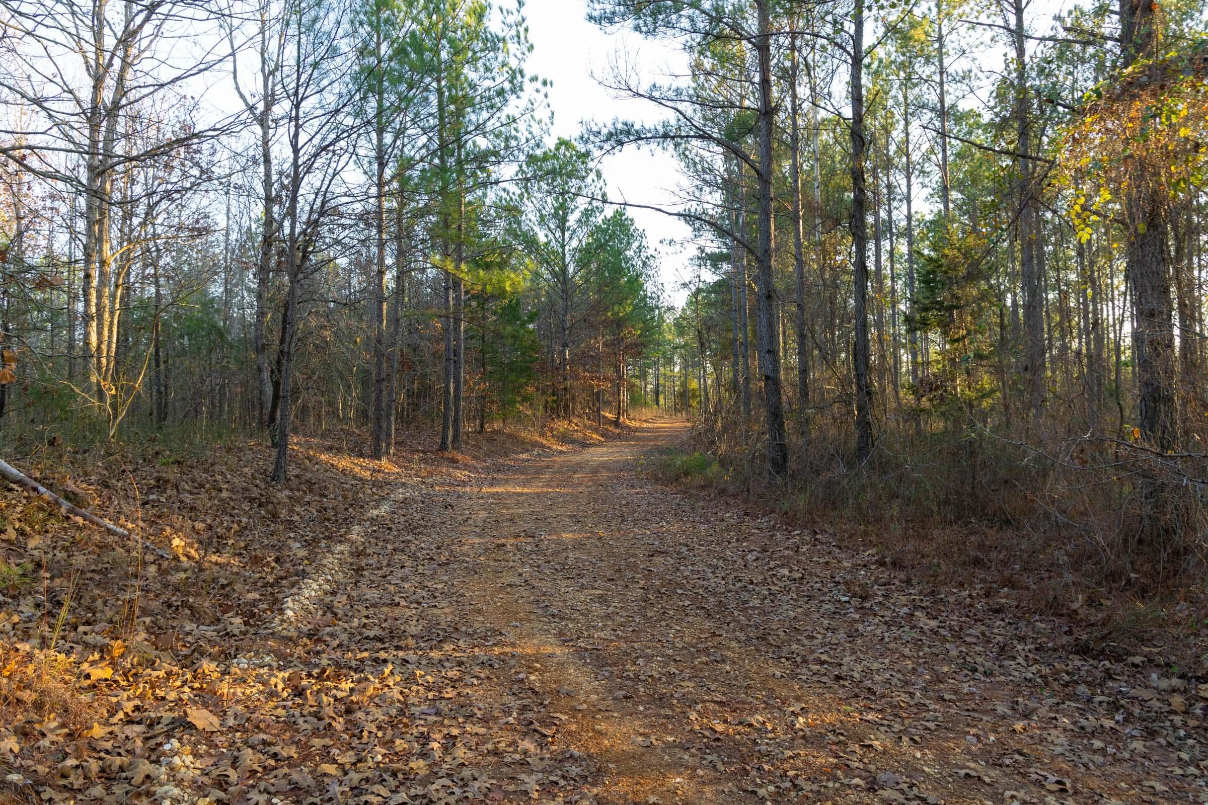 Lighting Ridge — Zero Credit Land owner financed land for sale in Colbert County, Alabama photo 67