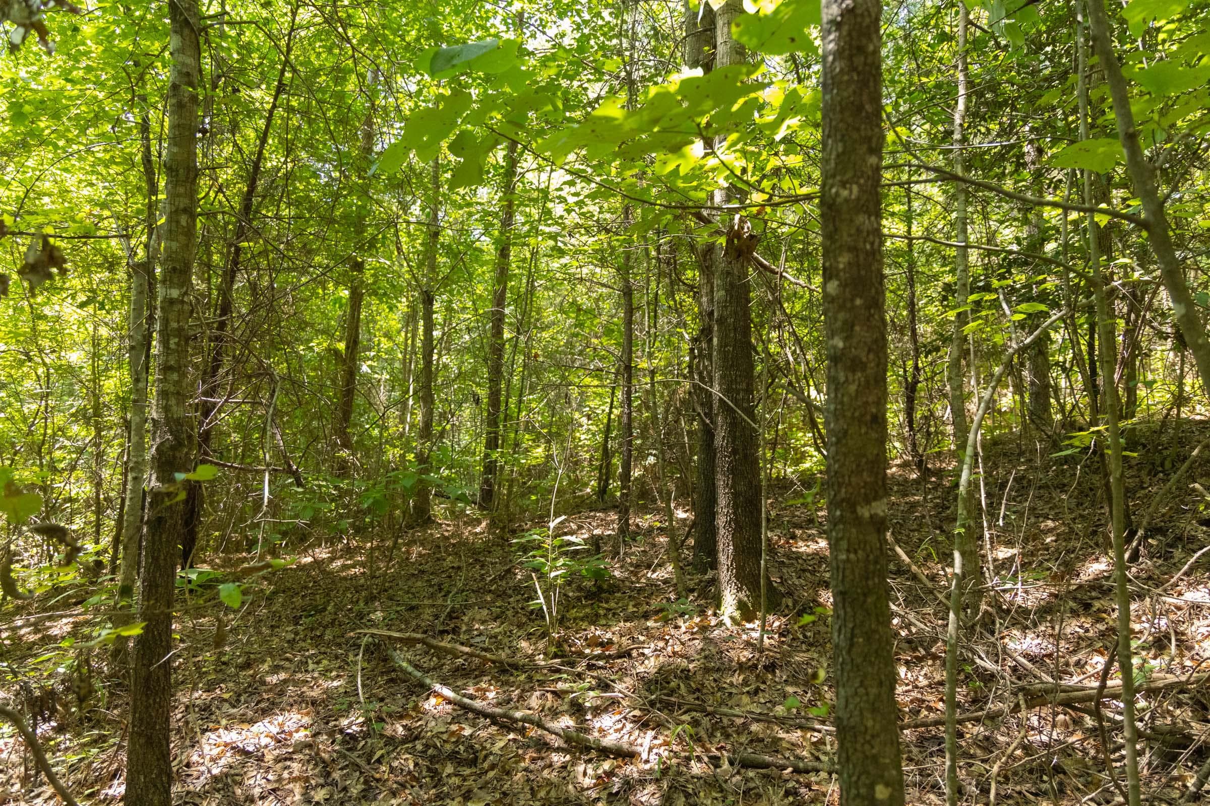 Olive Hill — Zero Credit Land owner financed land for sale in Lamar County, Alabama photo 21