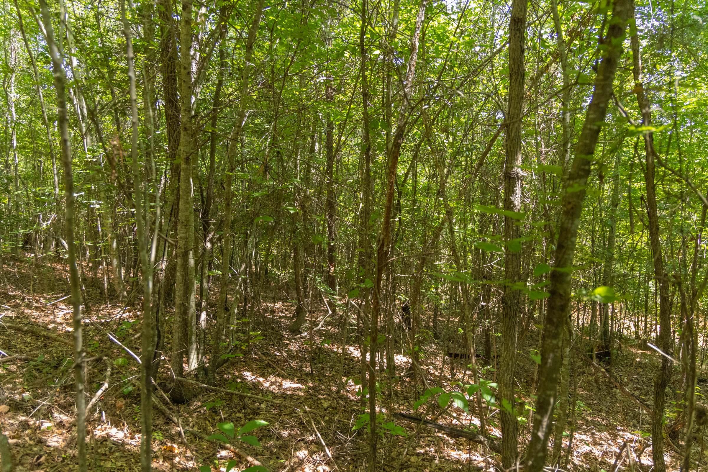 Olive Hill — Zero Credit Land owner financed land for sale in Lamar County, Alabama photo 19