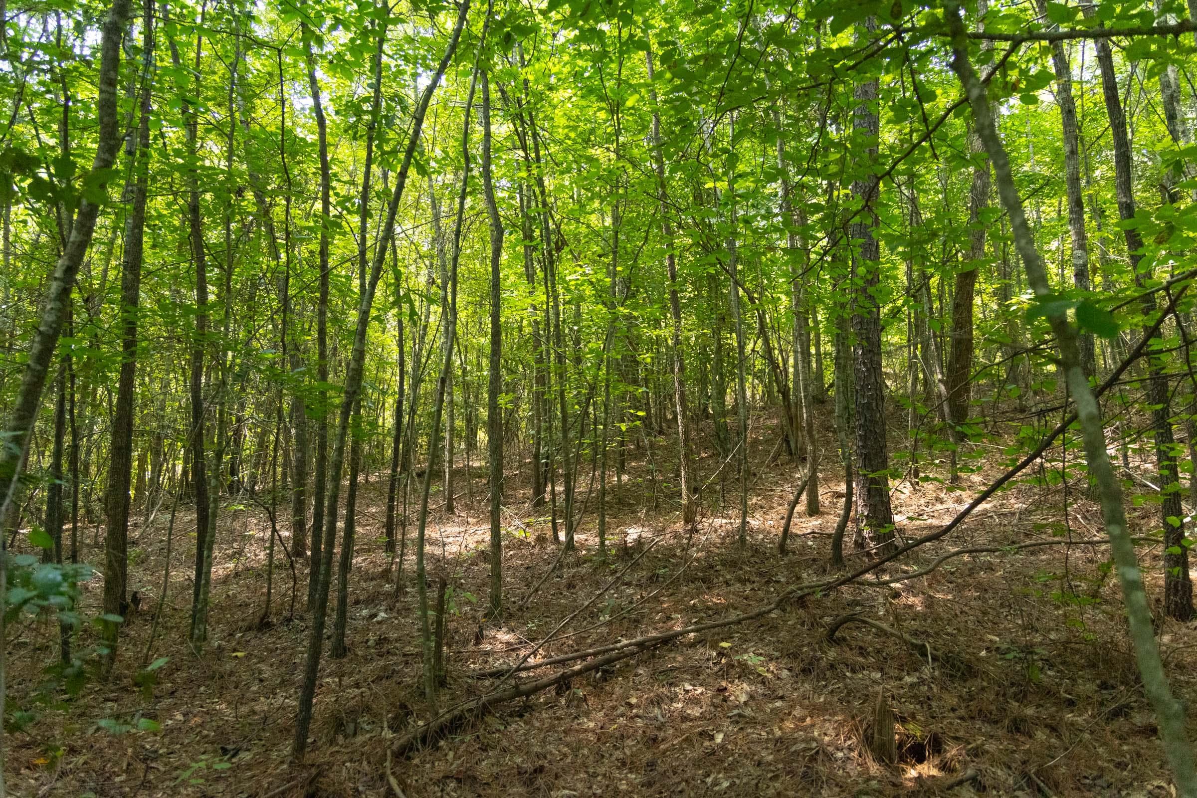 Olive Hill — Zero Credit Land owner financed land for sale in Lamar County, Alabama photo 27