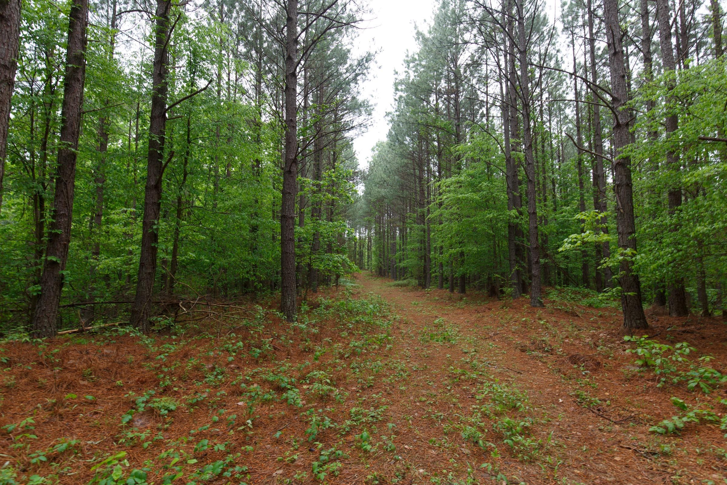 Hackberry Fields  — Zero Credit Land owner financed land for sale in Greer County, Oklahoma photo 105