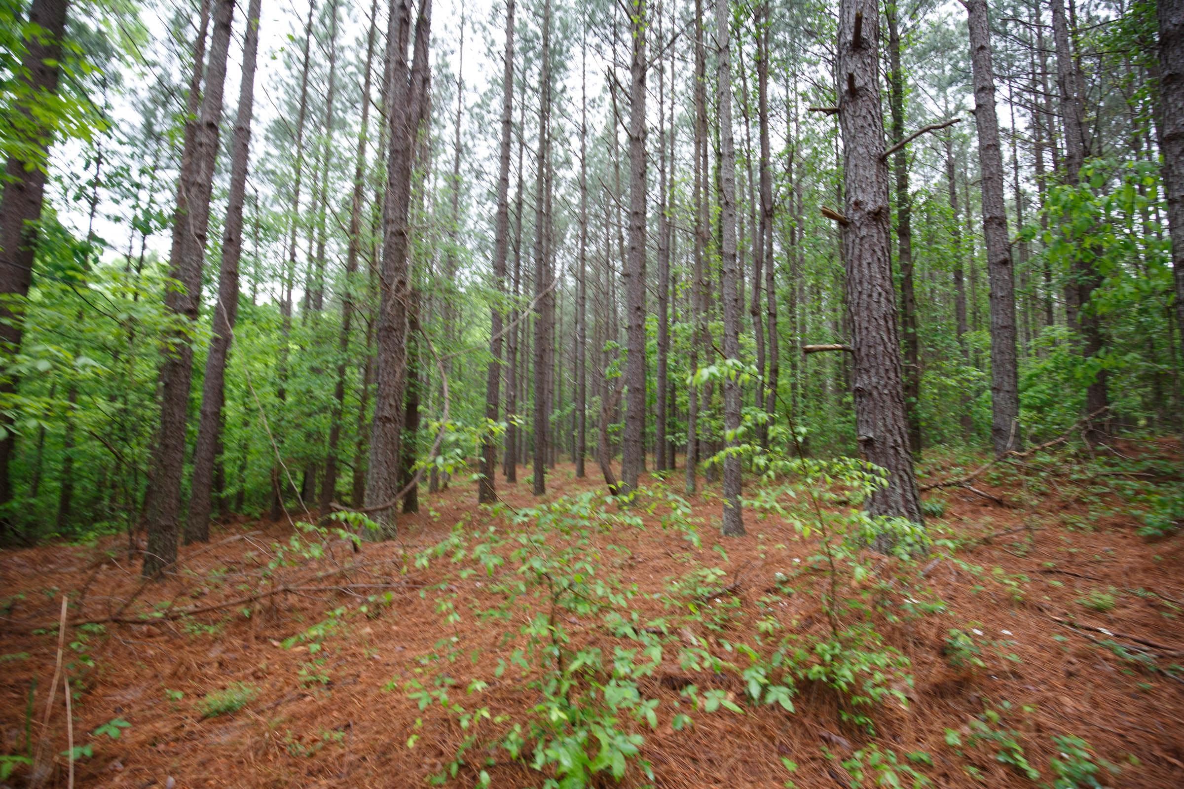 Red Barn Ranch — Zero Credit Land owner financed land for sale in Benton County, Tennessee photo 9