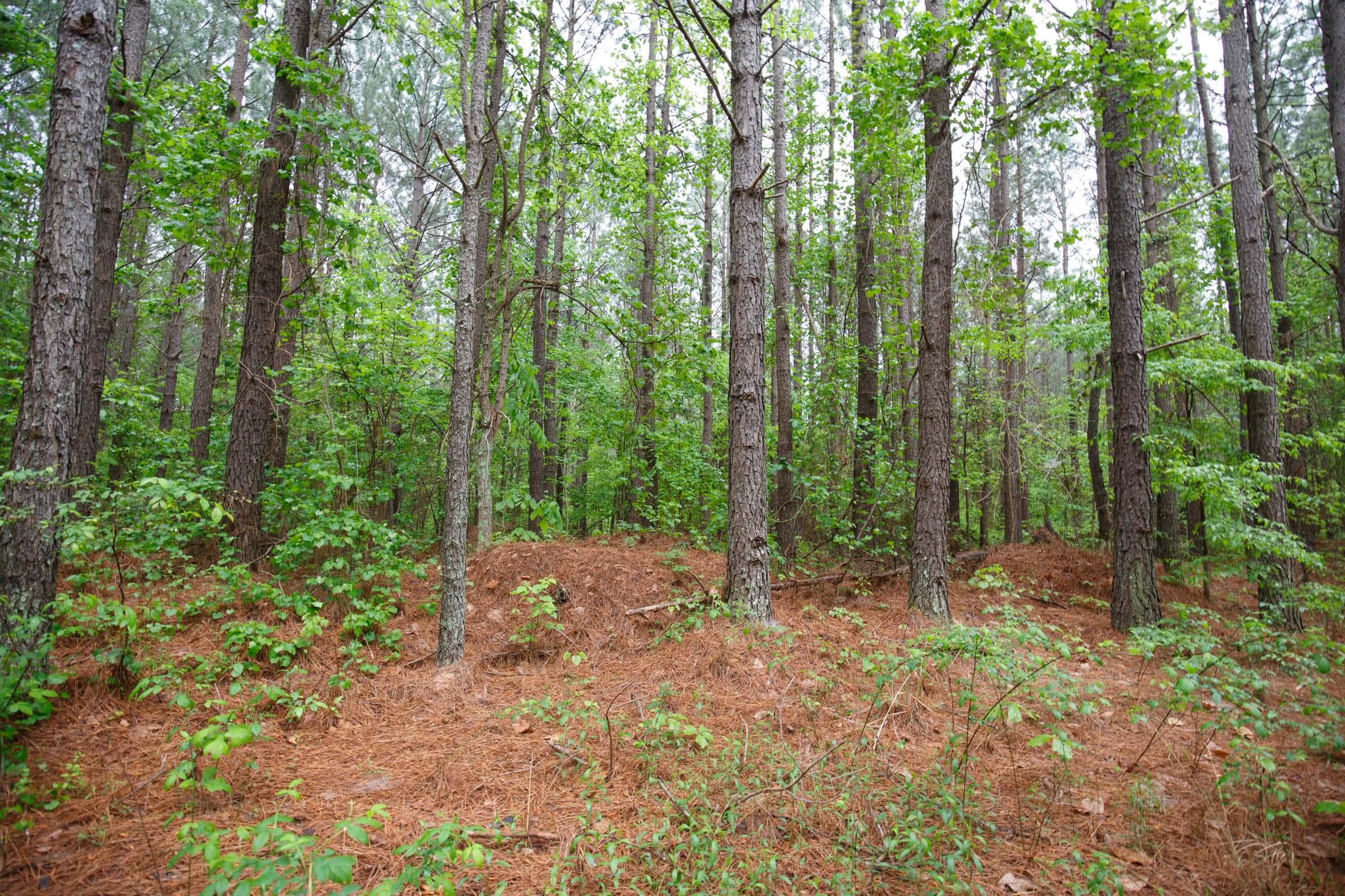 Red Barn Ranch — Zero Credit Land owner financed land for sale in Benton County, Tennessee photo 10
