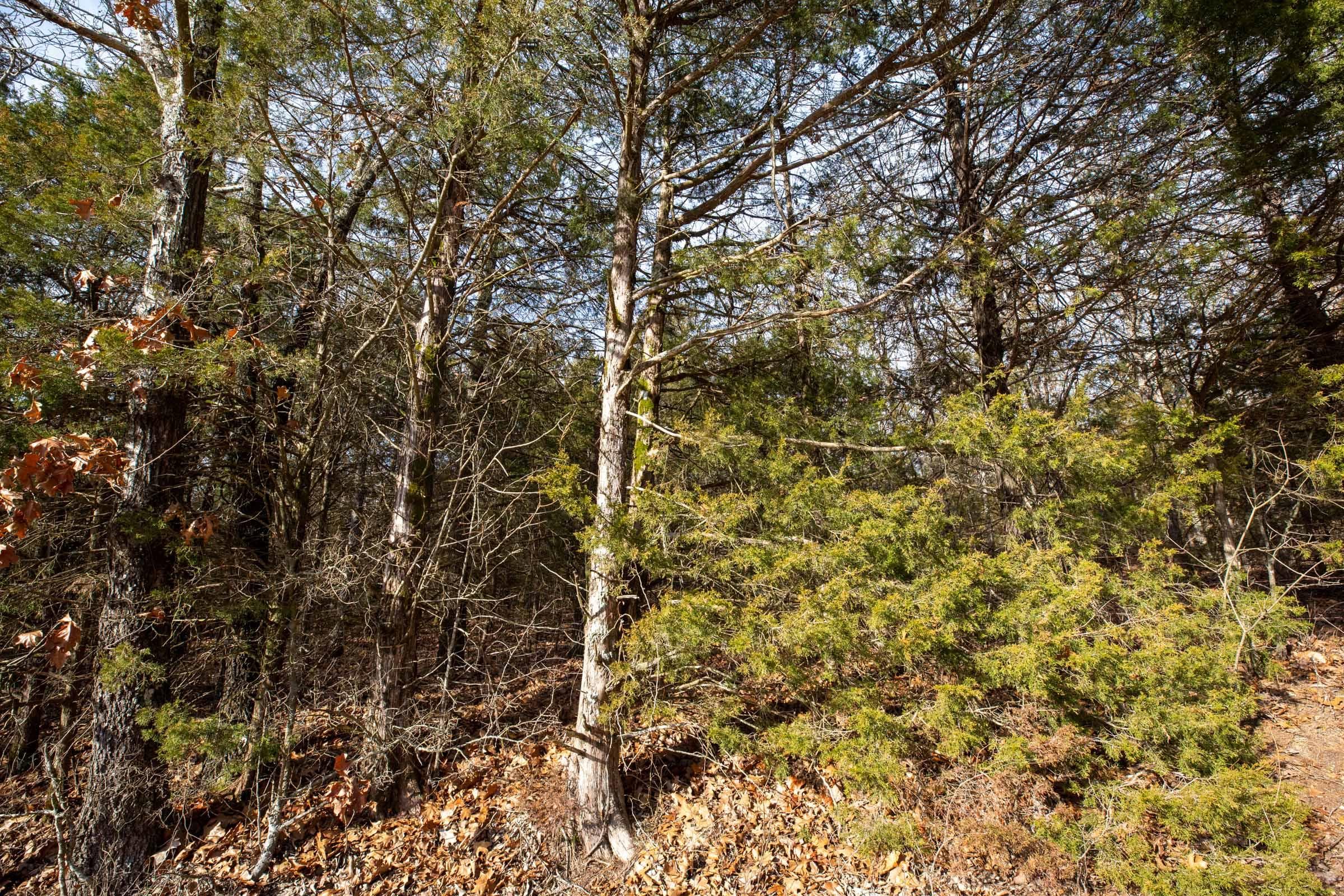 Forest Hill — Zero Credit Land owner financed land for sale in Texas County, Missouri photo 15
