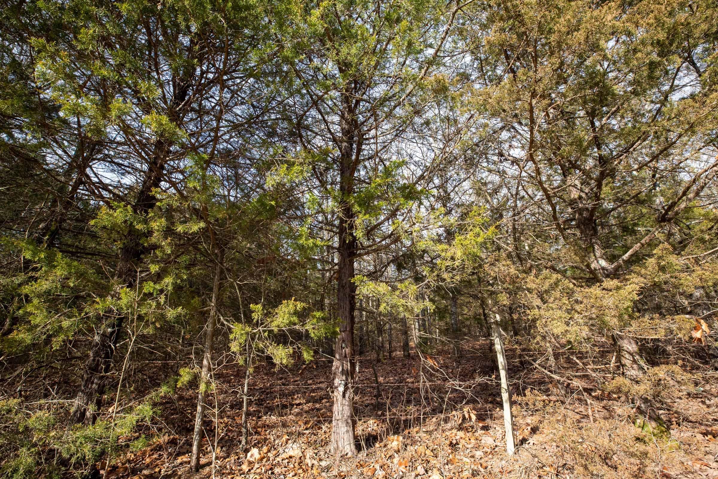 Forest Hill — Zero Credit Land owner financed land for sale in Texas County, Missouri photo 14