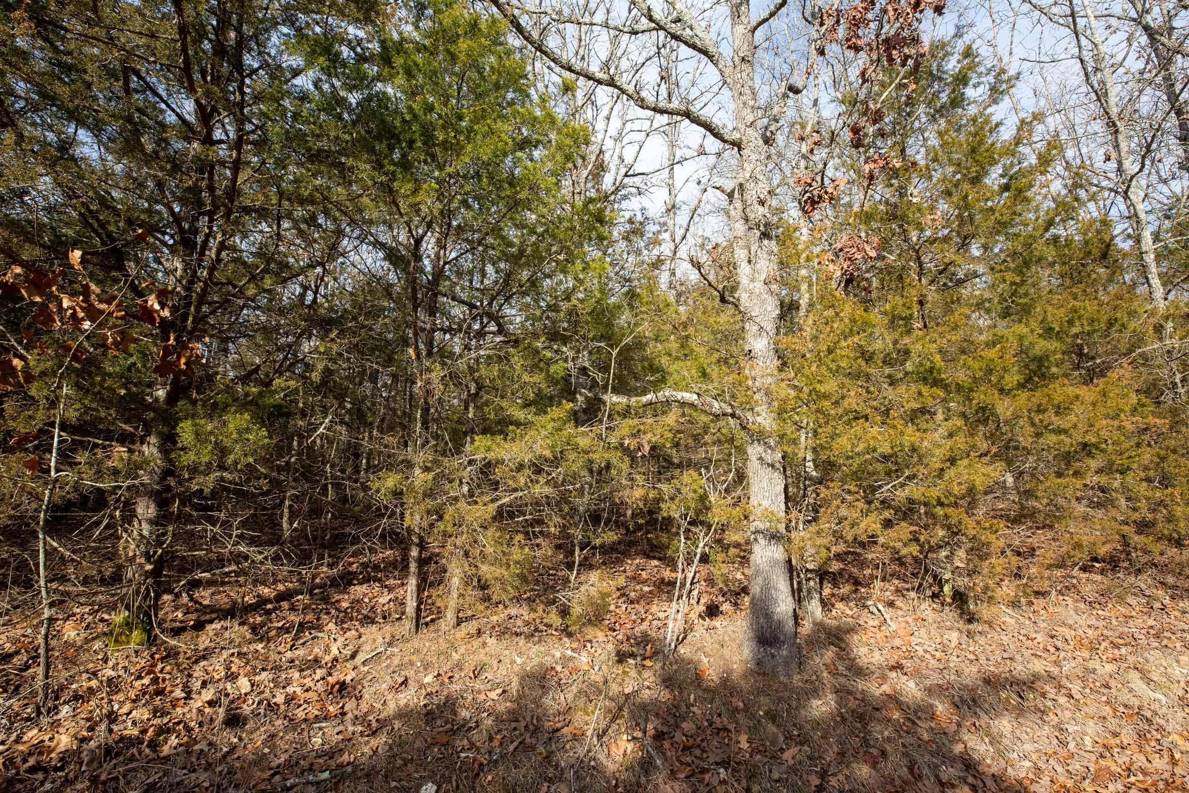 Forest Hill — Zero Credit Land owner financed land for sale in Texas County, Missouri photo 12