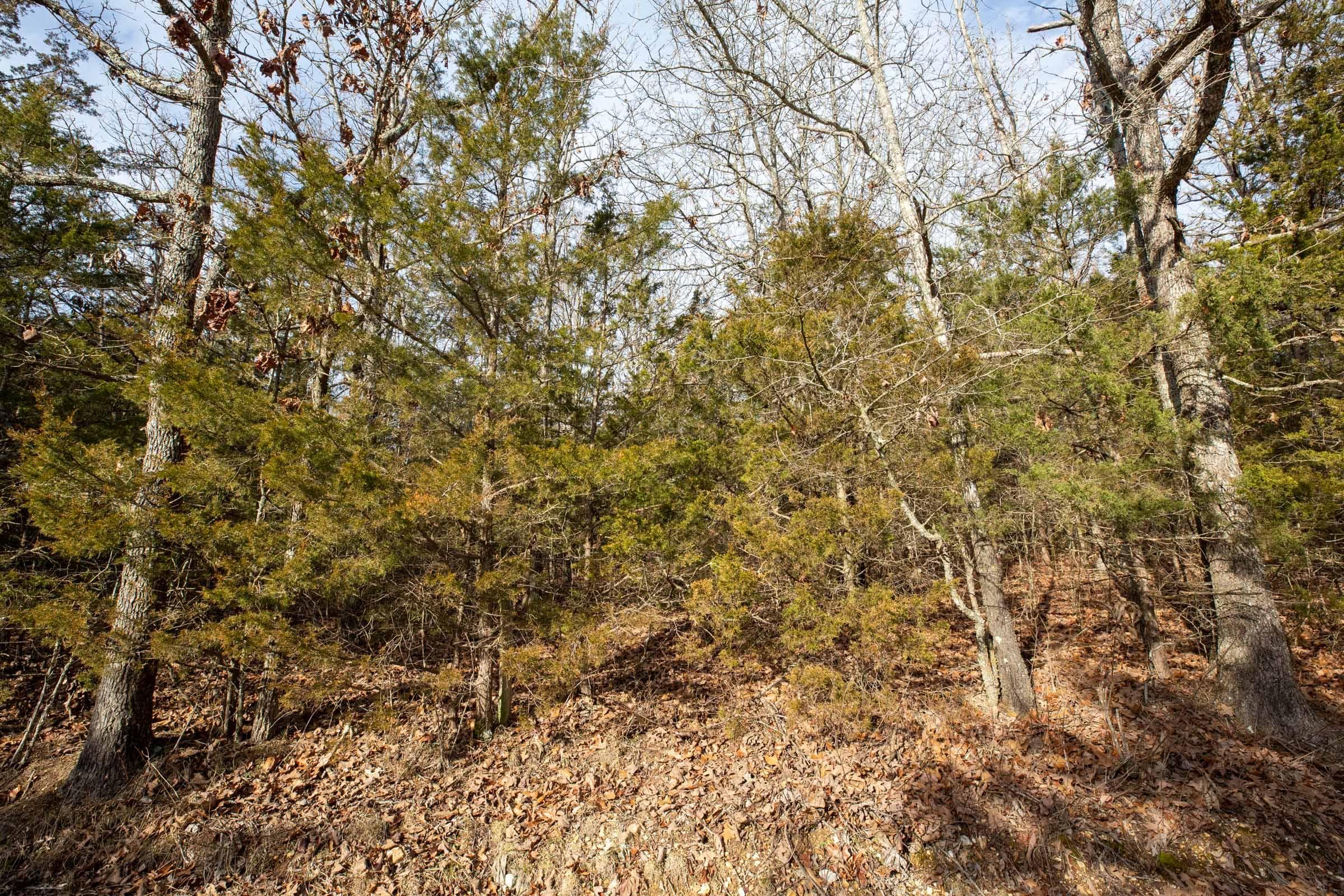 Forest Hill — Zero Credit Land owner financed land for sale in Texas County, Missouri photo 13