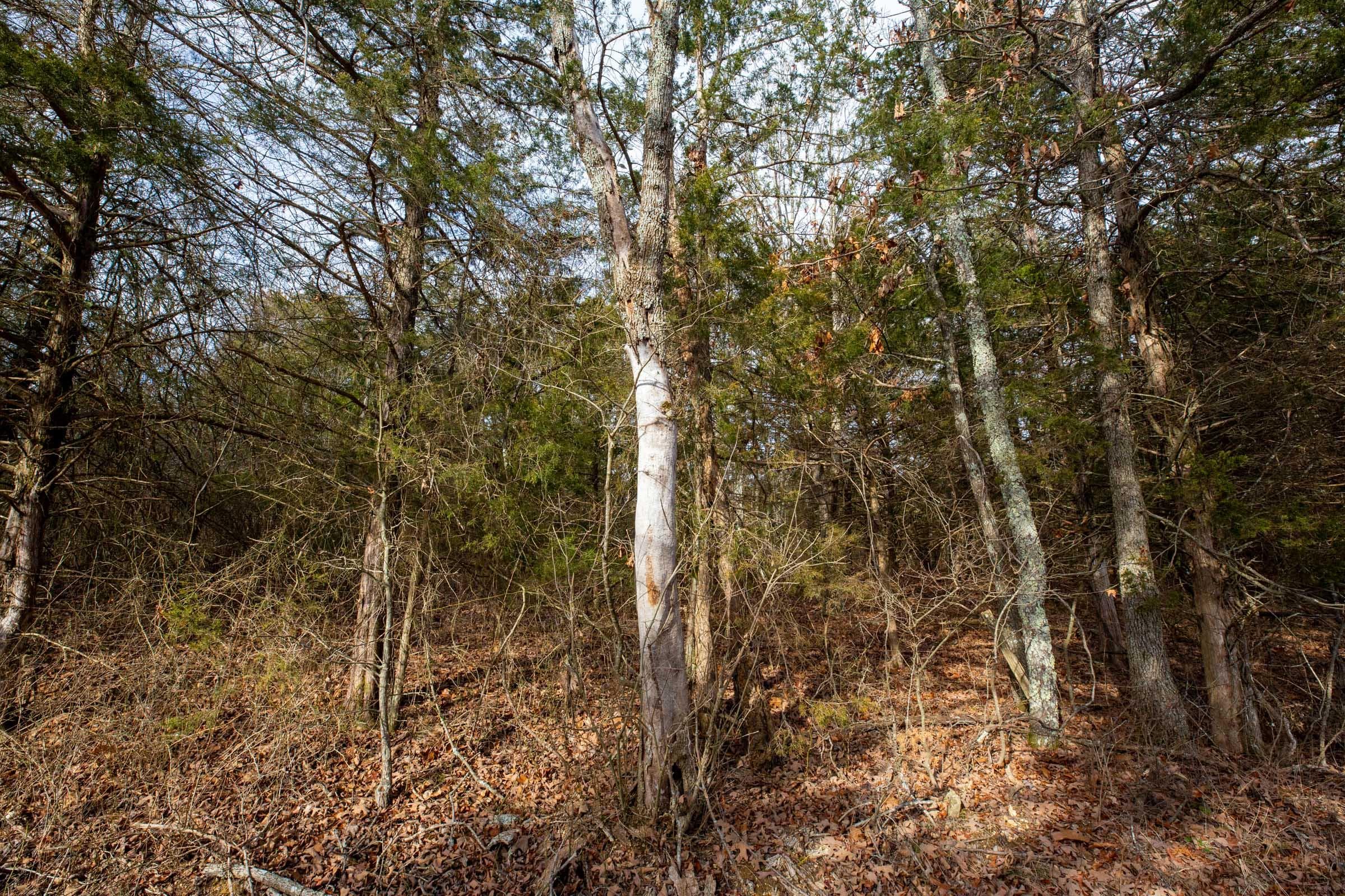 Forest Hill — Zero Credit Land owner financed land for sale in Texas County, Missouri photo 16
