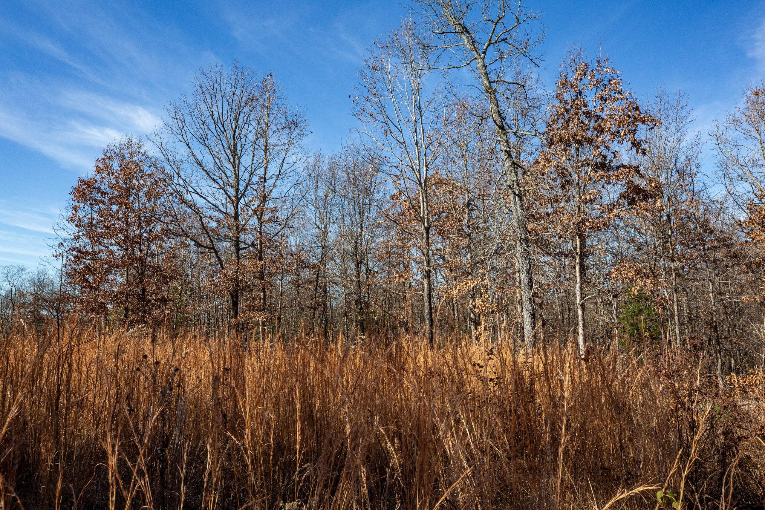 Dutchman Hollow — Zero Credit Land owner financed land for sale in Fulton County, Arkansas photo 12