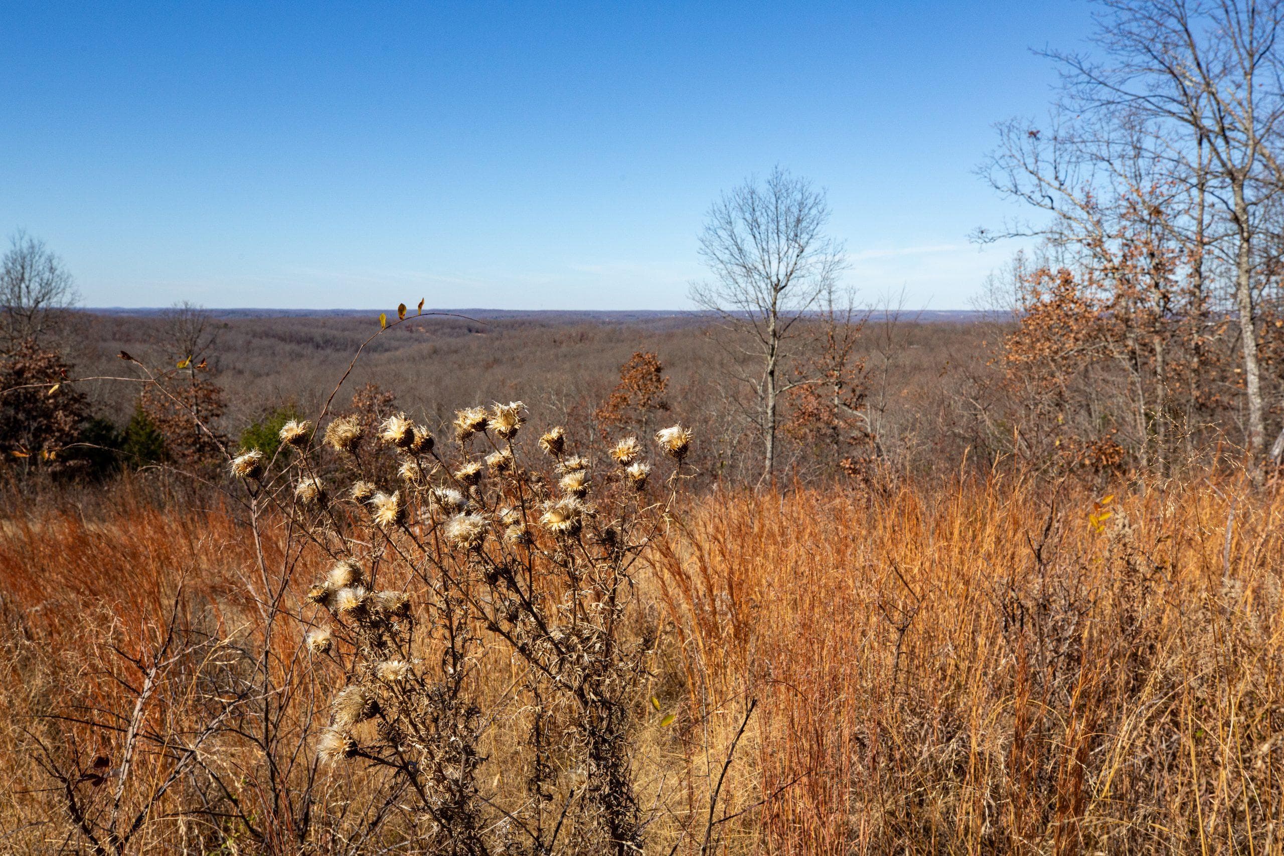 Dutchman Hollow — Zero Credit Land owner financed land for sale in Fulton County, Arkansas photo 11