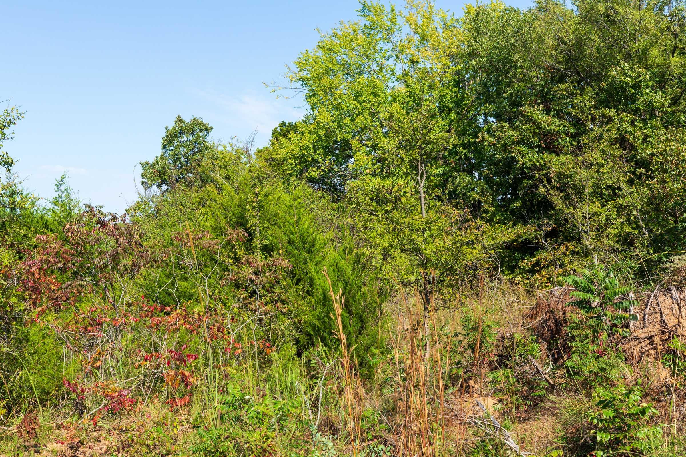 Canyon Creek — Zero Credit Land owner financed land for sale in Lincoln County, Oklahoma photo 24