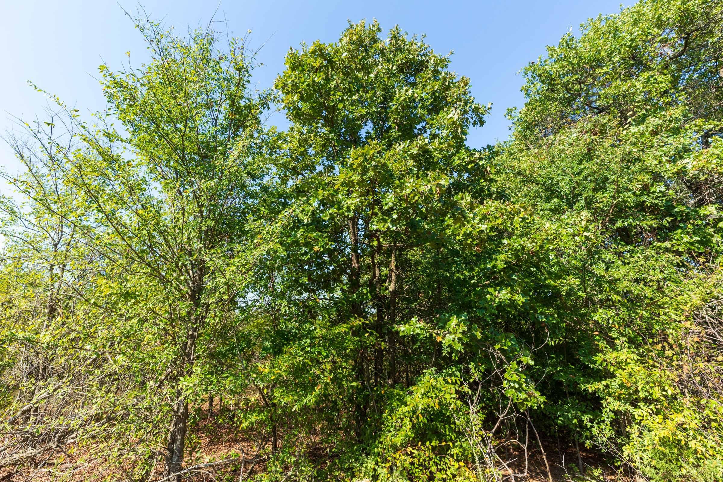 Canyon Creek — Zero Credit Land owner financed land for sale in Lincoln County, Oklahoma photo 25